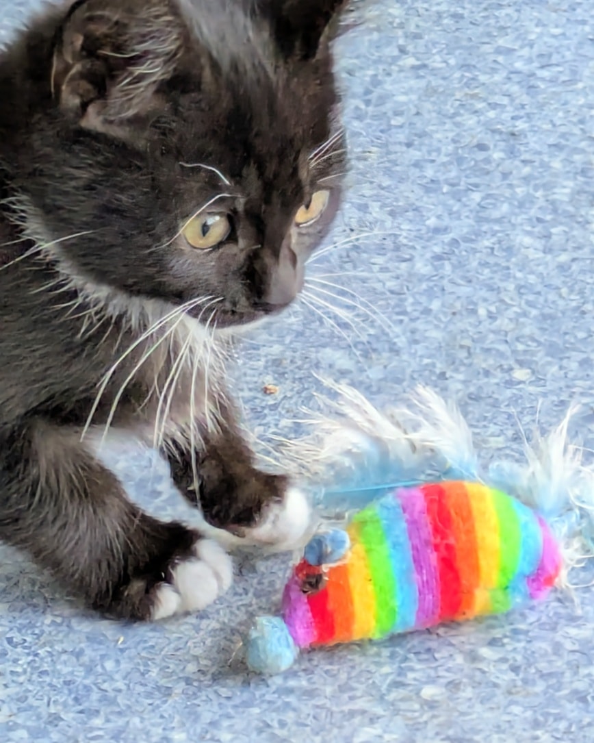 Little Bob will be looking for a new home. Little Bob is one of Roxy’s kittens who is just 12 weeks old. If you have read Roxy’s story, then you will know that she came to us malnourished and in very poor condition, and all of her kittens have therefore had a difficult start. However, they are now going from strength to strength and all of her kittens will be looking for a new home.
Little Bob is a beautiful black and white kitten who is just starting to find his feet. Whilst a little shy at first, Little Bob loves cuddles. He is a typical kitten in every way and would be a wonderful addition to any home. He loves playing with his siblings, eats wet and dry food, and enjoys running around the cattery and secure garden.
Little Bob could be rehomed with one of his siblings or to a household with a resident cat for company. He will need outside space, and access to a cat flap as he gets older. He could live in a home with older children.
Home checks and an adoption fee apply; please see our website for an application form if you would like to give Little Bob his forever home.
https://www.hollyviewanimalsanctuary.co.uk/available-for-adoption/cat-1