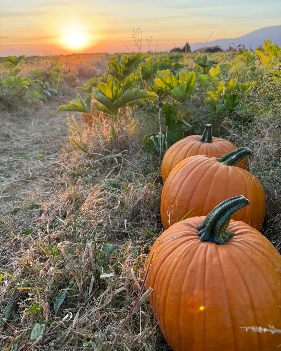 Tons of pumpkins 🎃 out there still! Open all day everyday!
The hazelnuts are also open for collecting off the ground. Second pic shows the area. $5 a lb. Look up directions online to see how long you should dry them and what not.
Open all daylight hours, every day until sold out.
We have orange, white, yellow, and warty pumpkins this year!
We kept things a little more adventurous and just cut paths through the patch to wander through. The left side of the patch has been precut, if you want to venture further, bring your own tool to cut the stem.
$.50 cents a lb with a $5 minimum.
Most will weigh 5-35 lbs each.
Some tripping hazards on the paths so if you are aren’t sure footed, we have a whole bunch of pumpkins at the strawberry stand to choose from.
Park in the back facing east as if you were parking to pick strawberries. Do not block roadways.
Cash or Venmo.
Please use the Atlas entrance! 14872 N Atlas Road Rathdrum Idaho 83858
