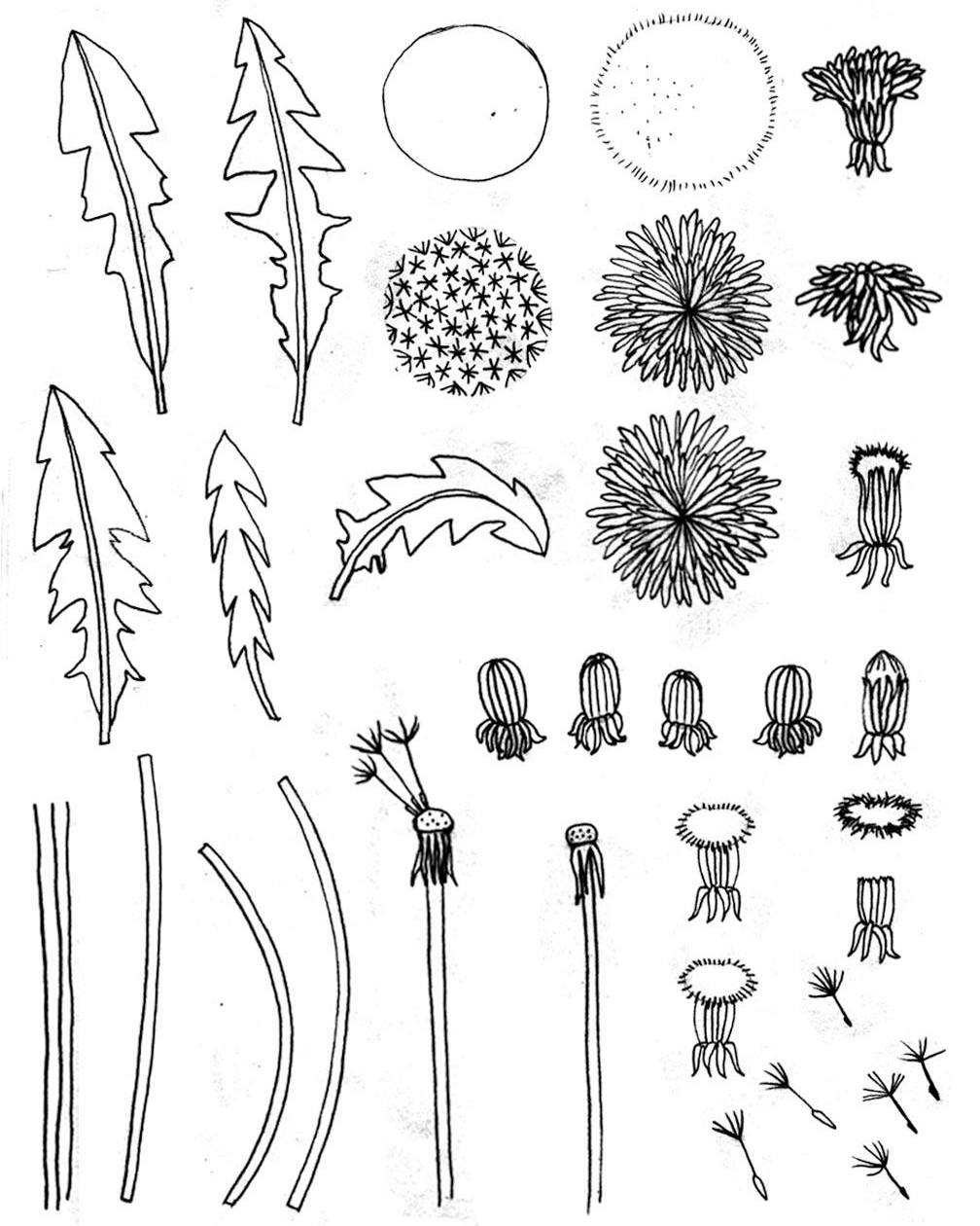 It's been fun to play with different hand drawn elements and build motifs digitally rather than draw them perfectly from the start. I usually have very resolved sketches before I start working on a final illustration so this is quite a departure for me, but I'm liking the surprise of what I end up with.
These are assorted dandelion pieces that I drew in my sketchbook, scanned, and then darkened before converting to vectors in Adobe Illustrator.