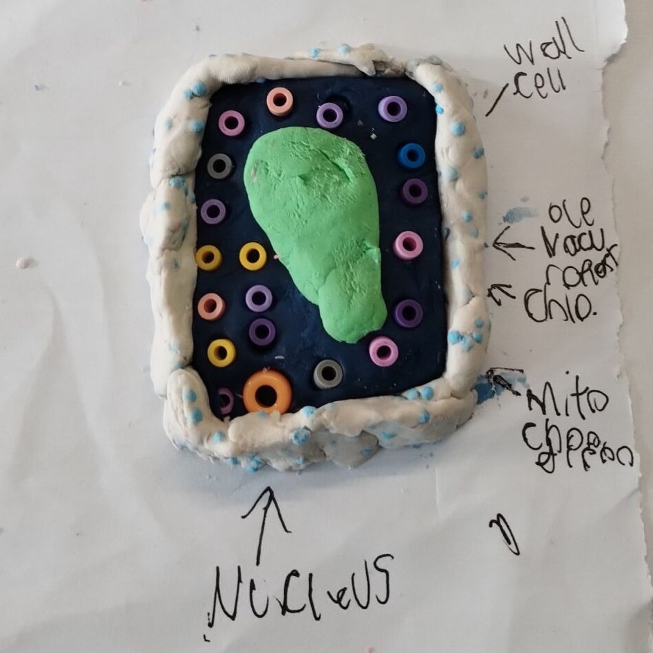 Our Year 7 students have been showing fantastic creativity in their Science lessons, making their own models of cells. It was brilliant to see them applying their learning in such imaginative ways – adding colour, detail, and extra labelling to explain their models clearly.
This activity really highlighted our school values of Ambition (aiming high in their learning), Resilience (persevering to complete detailed models), and Community (working together and supporting one another). It also reflects the British Values of mutual respect and tolerance, as students shared ideas and celebrated each other’s achievements.
Well done, Year 7 – a great example of learning in action!