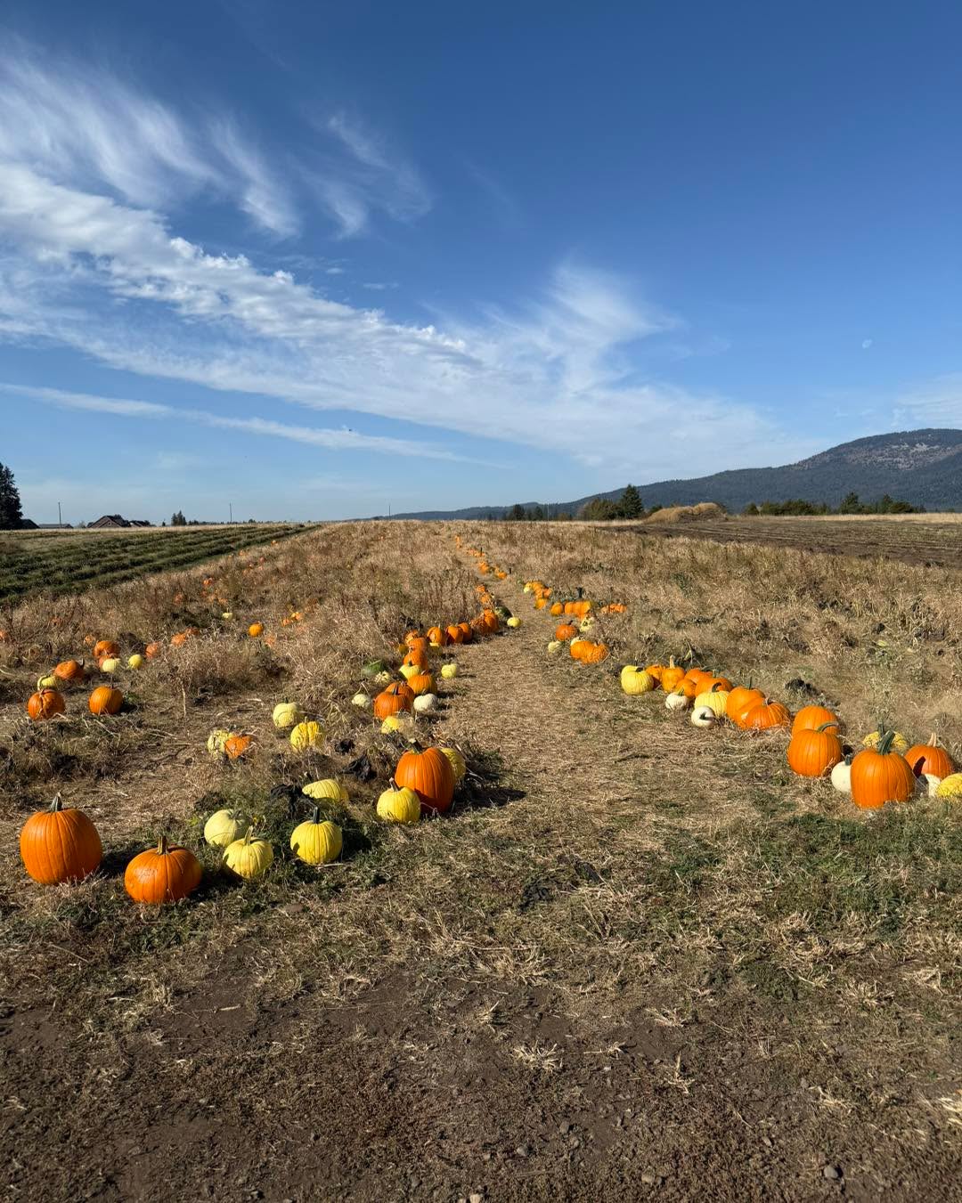 There’s some nasty weather on the way! Just finished moving a bunch of prime specimens out of the jungle and into the pathways! Come get em!
The hazelnuts are also open for collecting off the ground. Second pic shows the area. $5 a lb. Look up directions online to see how long you should dry them and what not.
Open all daylight hours, every day until sold out.
We have orange, white, yellow pumpkins this year!
We kept things a little more adventurous and just cut paths through the patch to wander through. The left side of the patch has been precut, if you want to venture further, bring your own tool to cut the stem.
$.50 cents a lb with a $5 minimum.
Most will weigh 5-35 lbs each.
Some tripping hazards on the paths so if you are aren’t sure footed, we have a whole bunch of pumpkins at the strawberry stand to choose from.
Park in the back facing east as if you were parking to pick strawberries. Do not block roadways.
Cash or Venmo.
Please use the Atlas entrance! 14872 N Atlas Road Rathdrum Idaho 83858