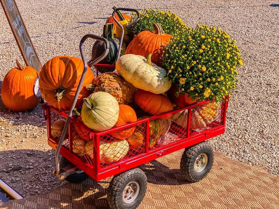 🎉 𝗢𝗨𝗥 𝗔𝗡𝗡𝗨𝗔𝗟 𝗙𝗜𝗟𝗟-𝗔-𝗪𝗔𝗚𝗢𝗡 𝗙𝗢𝗥 $𝟲𝟬 𝗦𝗔𝗟𝗘 𝗜𝗦 𝗧𝗛𝗜𝗦 𝗪𝗘𝗘𝗞𝗘𝗡𝗗!
⏰ 10 AM – 5 PM
📍 16727 Airport Rd | Clinton, IL
🎨 FREE Face Painting Both Days: 10:30 AM – 3:30 PM
🍔 StreetEatz Food Truck Both Days: 11 AM – 4 PM
🎵 Bands Both Days: 11:30 AM – 2:30 PM
📜 𝗪𝗔𝗚𝗢𝗡 𝗦𝗔𝗟𝗘 𝗥𝗨𝗟𝗘𝗦 📜
1. Read all rules (these rules will also be posted at the farm entrance).
2. Must use our wagons. No outside wagons are allowed for the sale.
3. DO NOT take any MUMS, PUMPKINS, or any other items from our decorations, photo ops, or displays. Our farm is also our home, so we kindly ask that you please be respectful of our fall decorations.
4. Wagons can only be filled with MUMS, PUMPKINS, & GOURDS. No other items are allowed in the wagon sale.
5. Mums must be upright in the wagon & the stacking of mums on top of mums is not allowed. We include this rule because we have watched it happen. We've put a lot of hard work and love into growing our mums and we just don't want to see them wrecked for the fun of the sale.
6. You must be able to fit all MUMS & PUMPKINS in your wagon and pull it to the farm market checkout located in the farm store (red barn). You are not allowed to carry additional MUMS & PUMPKINS into the farm market and then place them in your wagon at check out.
7. Nothing can fall out of the wagon while pulling it. You are not allowed to hold what is in your wagon to prevent it from falling out.
8. You must be able to pull your wagon with its contents to your vehicle in the parking area. You will not be allowed to pull up to the market to load your vehicle.
9. If you break a mum or smash a pumpkin in the process of filling your wagon, you must still purchase it.
10. Last but not least....please be kind, please be courteous, please be patient while waiting on a wagon, but most of all....... make some FUN MEMORIES!
𝗟𝗲𝘁 𝘁𝗵𝗲 𝗴𝗼𝗼𝗱 𝘁𝗶𝗺𝗲𝘀 & 𝘄𝗮𝗴𝗼𝗻𝘀 𝗿𝗼𝗹𝗹!