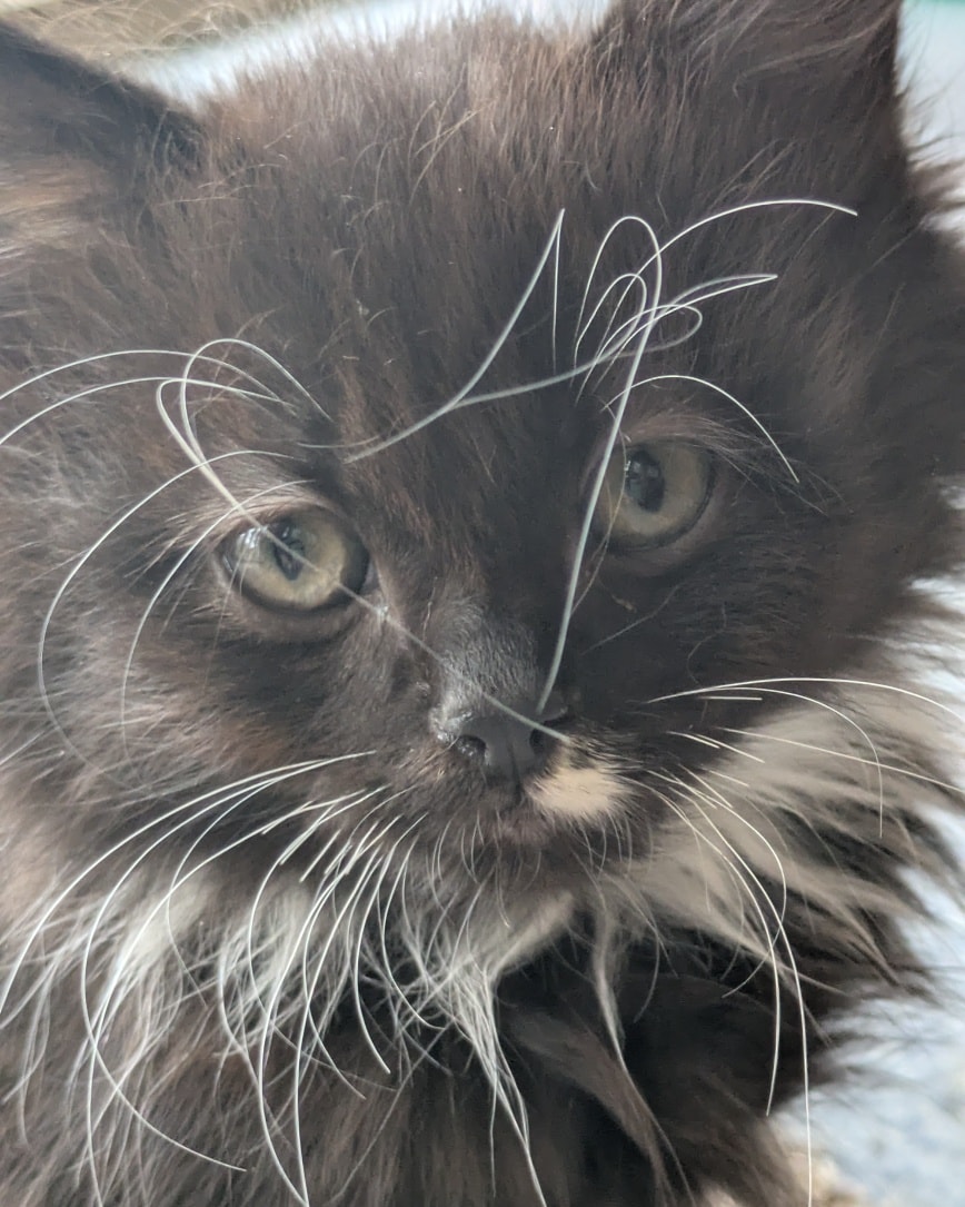 Angus
Angus and his insane eyebrows will be looking for a new home. Angus is one of Roxy’s kittens who is just 12 weeks old. If you have read Roxy’s story, then you will know that she came to us malnourished and in very poor condition, and all of her kittens have therefore had a difficult start. However, they are now going from strength to strength and all of her kittens will be looking for a new home.
Angus is an absolute sweetheart, and his character is developing in much the same way as his eyebrows! He enjoys running around with his siblings; playing with toys; loves his food and is a typical kitten in every respect. Angus could be rehomed with one of his siblings or to a household with a resident cat for company. He will need outside space, and access to a cat flap as he gets older. Angus could live in a home with older children.
Home checks and an adoption fee apply; please see our website for an application form if you would like to give Angus his forever home.