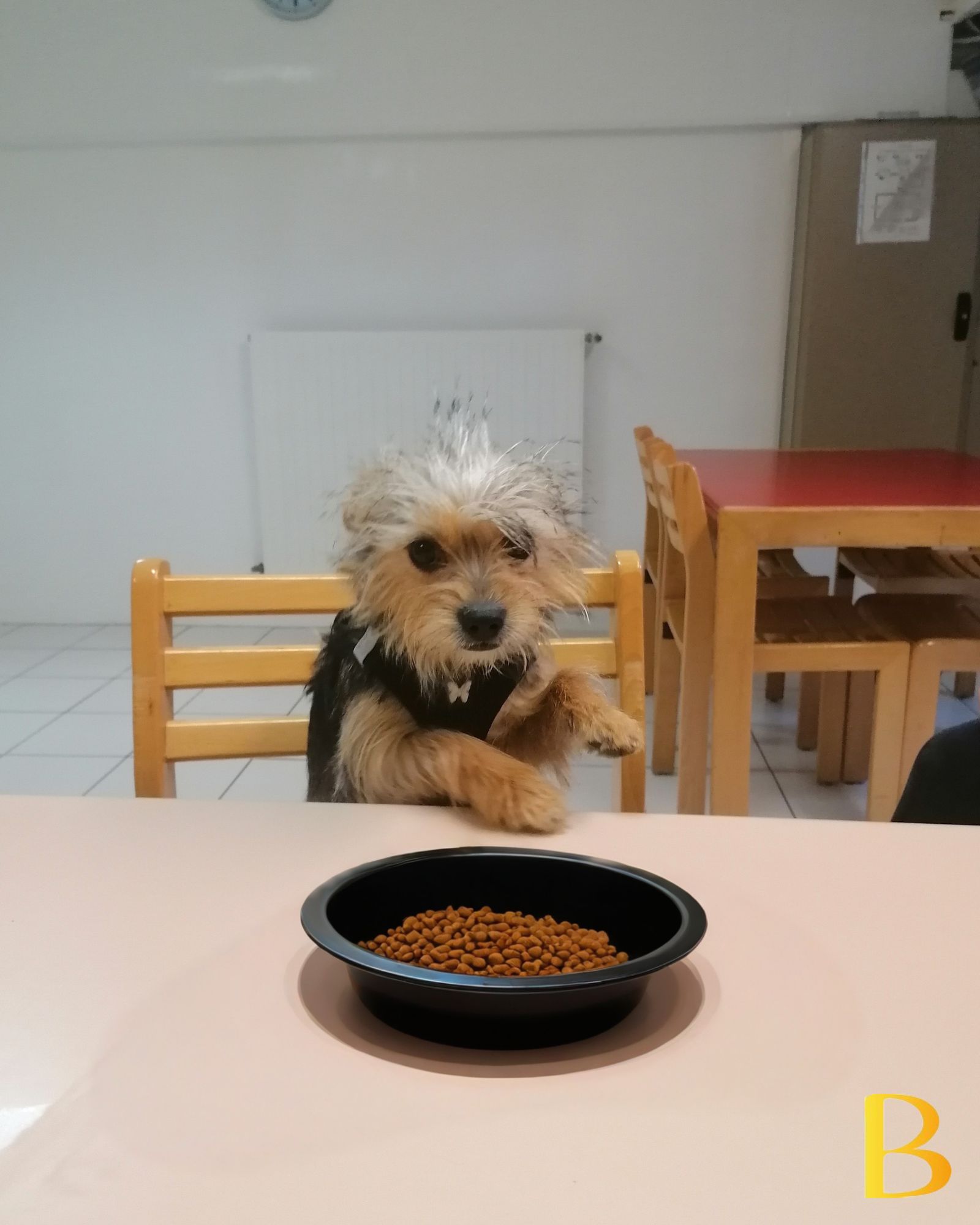 Quand Rio prend le rôle de chef de table 🐶👑
Un déjeuner bien mérité pour garder l’énergie et la bonne humeur tout au long de la journée ✨
#agenceevenementiel #mascotte #déjeuner