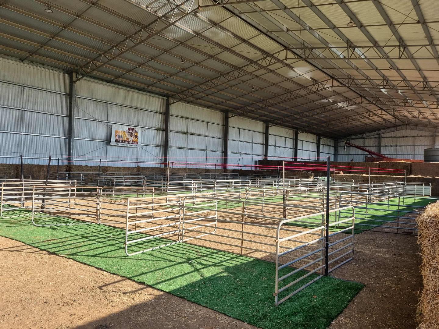 ๐๐Just add rams๐๐
๐ข Kurra-Wirra Merino Open Day
๐
Monday, 6th October
โฐ Rams tied from 8:00am โ 5:00pm
๐ 590 Mooree-Culla Road, Culla, VIC, 3315
Join us for our 2025 Open Day, showcasing 150 industry-leading Merino rams bred for growth, carcase and wool performance.
๐ Everyone welcome โ come and see why Kurra-Wirra Merinos are Generations in the making, Measured to perform, Bred to adapt, Tried, Tested, Trusted.
๐ For enquiries, contact Anthony โ 0437 085 217