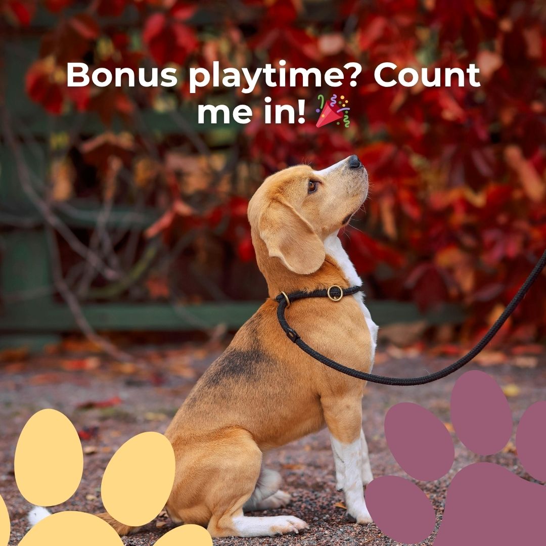 ✨ October Special: Sign up for weekly walks + get a FREE playgroup session! Perfect for pups who need adventure + friends
#DogWalkingMA #DogPlaygroups #WinchesterDogs #FallSpecial #WinchesterMA #NorthOfBoston #BostonDogs #MassachusettsDogs #SmallDogCare #PetCareWinchester #NorthShorePets #DogLoversMA #HealthyHappyDogs #HappyPups #PetParentsMA #WinchesterCommunity #LocalPetCare #PetServicesMA #DogMomLife #DogDadLife #DogsOfInstagram