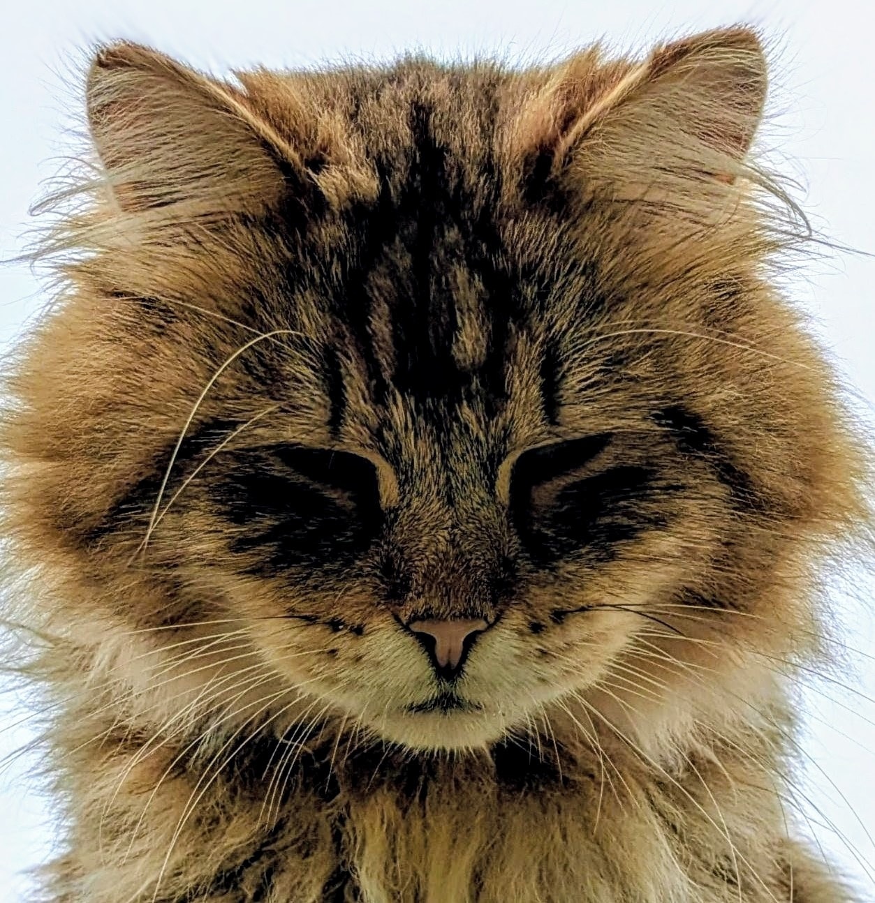 A picture of Marshall just because he's gorgeous and he knows it