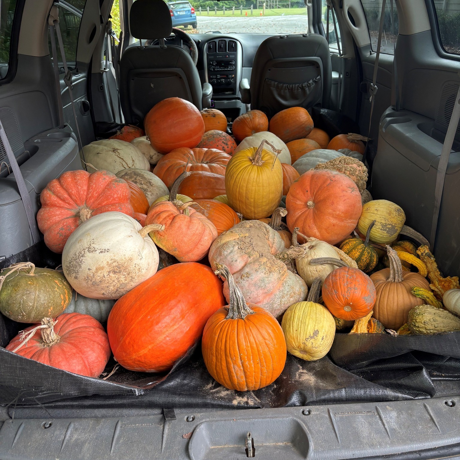 The pumpkins are here! We're getting ready for our Fall Festival on October 18th. We hope you are planning to join us!
Check out these beautiful pumpkins, ready to beautify camp, and we have a few other plans for them 🎯🏹🎃