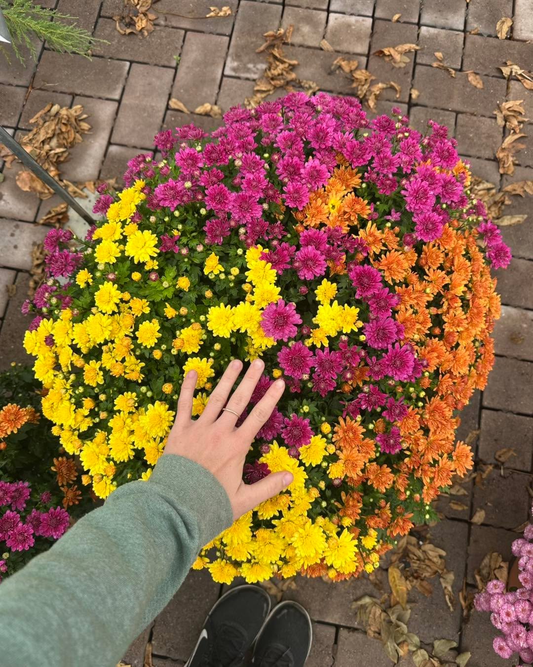 Looking for big beautiful Mums to make an impact in your garden or front porch?
We have them! Come walk the yard to find everything you need for Fall!
We’re open 10-5!
#stcharlesillinois #genevaillinois #gardencenter #bataviaillinois #sugargroveil #oswegoil #stcharlesil #auroraillinois #genevail #oswegoillinois #bataviail #sugargroveillinois #aurorail