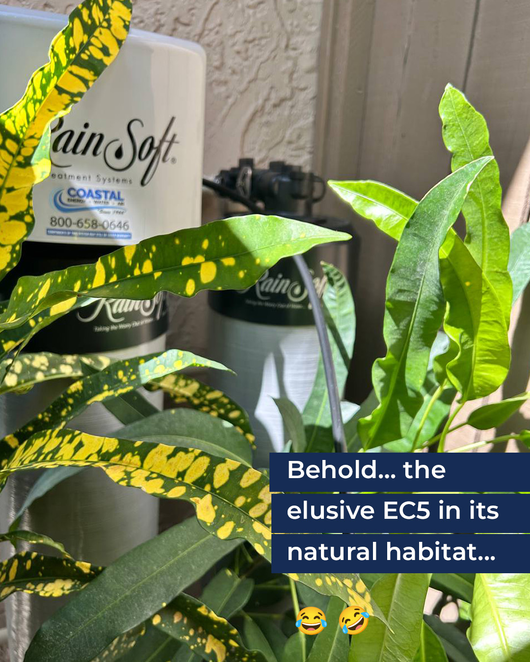 Here… we see the majestic EC5… hidden deep within the lush tropics of South Florida.
Though often shy, this remarkable creature plays a vital role in its environment — quietly protecting households from the harsh elements of hard water.
Observe how it blends seamlessly into its surroundings, using native foliage as camouflage… a true master of filtration and disguise. 🌴💧
😂🤣😂
👉Learn more about the Rainsoft EC5 Whole House Water Filtration System and other products visit us @ www.coastalewa.com
#WaterInTheWild #AttenboroughApproves #CleanWaterHabitat #CoastalEnergyWaterAndAir #EcoSystemGoals