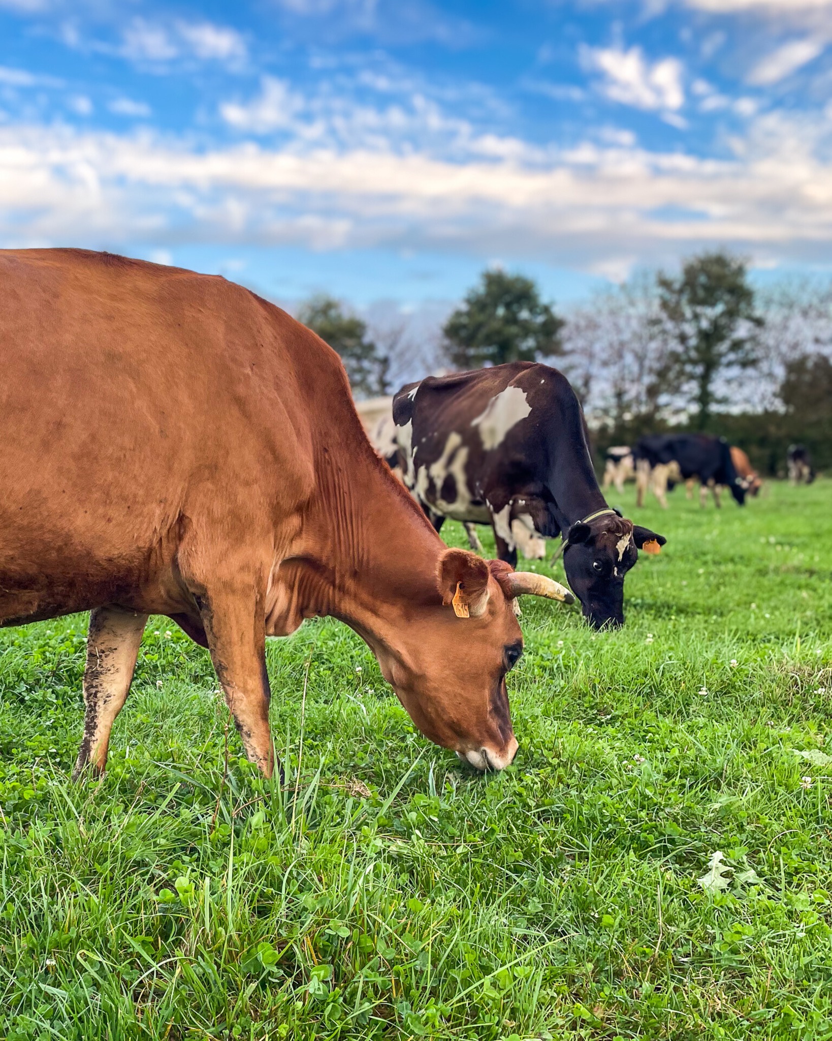 🥛✨ À la Ferme des Délices, nos vaches ne se ressemblent pas… et ça se sent dans nos pots !
Il y a la malicieuse, la timide, la curieuse… et toutes donnent un lait unique qui rend nos yaourts irrésistibles 😋💛
Chaque cuillère raconte leur personnalité… et un peu de notre amour pour elles ! 💚
____
#lafermedesdelices #plelanlegrand #vache #vacheslaitieres #cow #agriculture #agriculturefrançaise #agriculturebiologique #champs #paturage