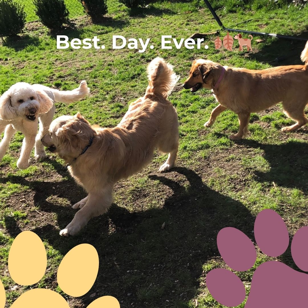 Thursday = Playgroup Day 🎉!
Let your pup run, play, and thrive this fall with our structured park sessions.
#DogPlaygroups #WinchesterDogs #FallDogs #NorthOfBoston #BostonDogs #MassachusettsDogs #PetCareWinchester #NorthShorePets #DogLoversMA #HealthyHappyDogs #SmallDogCare #HappyPups #PetParentsMA #WinchesterCommunity #LocalPetCare #PetServicesMA #DogMomLife #DogDadLife #DogsOfInstagram #FallWithDogs