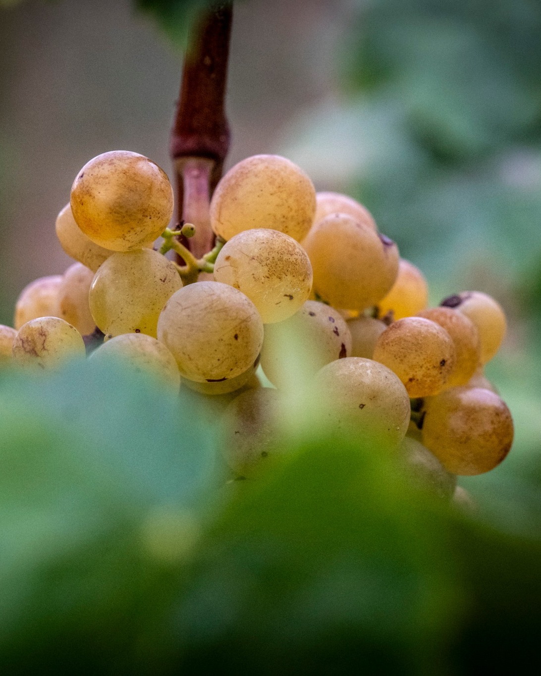 En el proyecto de Enric Soler no hay artificio, solo una belleza esencial, nacida de la coherencia entre la tierra, la mano del viticultor y el paso de los años.
Durante más de dos décadas ha entregado cuerpo y alma al xarel·lo, una variedad austera y precisa, de carácter firme, capaz de dialogar con el tiempo sin perder frescura ni autenticidad. Su pureza revela, con nitidez y profundidad, la identidad de cada viña.
Un savoir faire propio que va más allá de la técnica y se convierte en una manera de mirar, de habitar el paisaje y de transmitir la verdad más íntima del Penedès.
📸@enric_soler