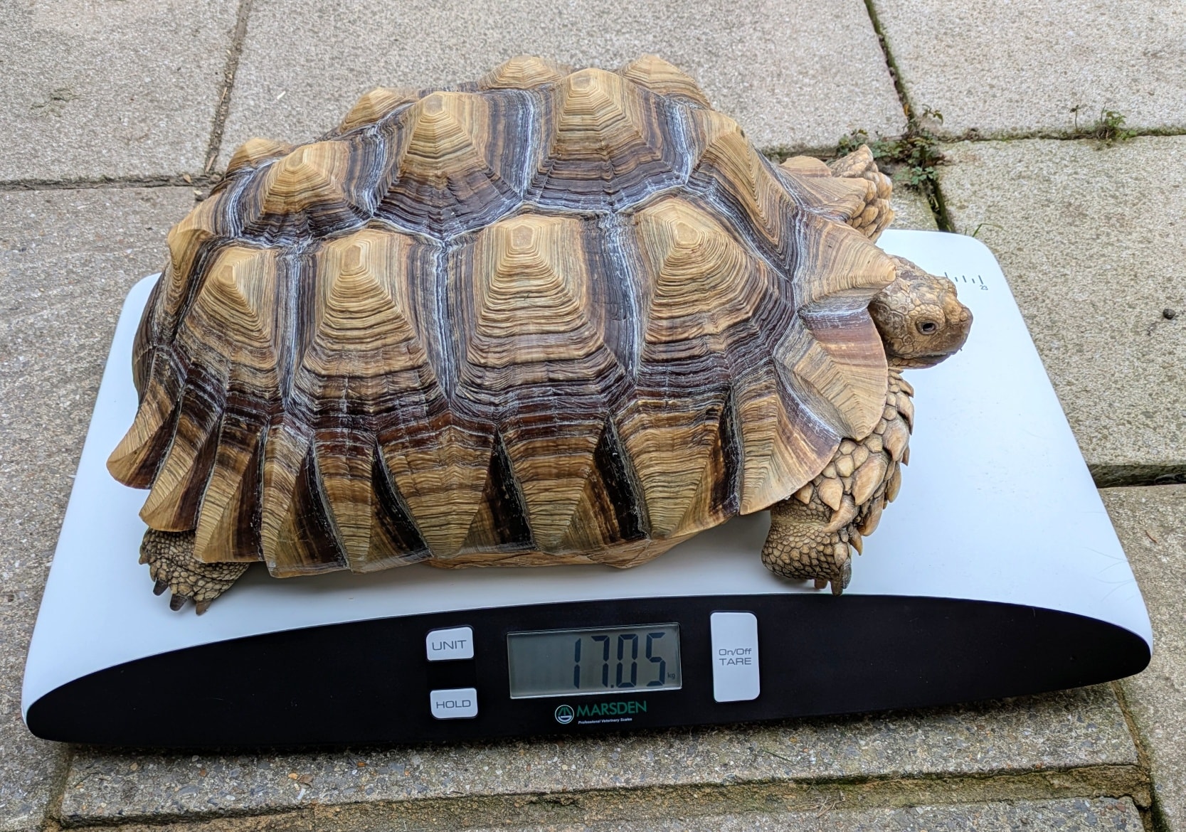 Moose is one of our resident Sulcata tortoises, who at 16 years old is still a baby.
She has regular checks on her weight, to make sure that she is going in the right direction.
Today she weighed 17.04KG and this is the reason why it is getting harder to carry her! The pyramiding on her shell happened before she came to us, and unfortunately cannot be rectified, but we are very happy with her progress so far.
Moose is a real character, and loves stomping around the sanctuary - and as she has total freedom, she will often take herself back into the house when she wants to rest.
She is a big girl, with a big appetite, so If you would like to find out more about her - or help support Moose - please click on the links below.
https://www.hollyviewanimalsanctuary.co.uk/sponsor-3/moose