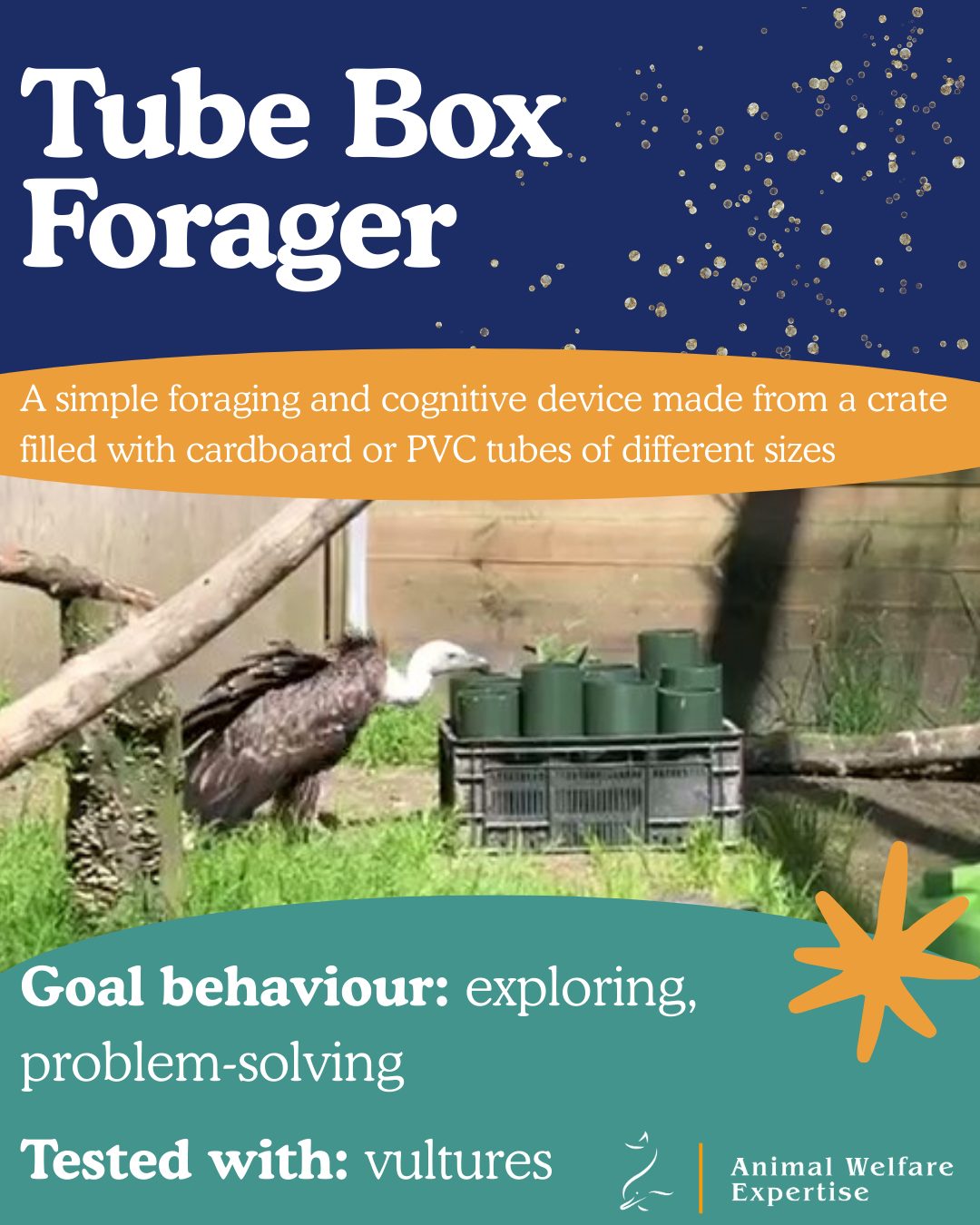 🎶 🍐 🐦 On the first day of Christmas my true love gave to me, a partridge in a pear tree 🐦 🍐 🎶 This enrichment device was tested with vultures but could definitely be used with partridges and other Galliformes.
🌟 Tube Box Enrichment 🌟
Idea: The Tube Box is a simple foraging and cognitive enrichment tool made from a crate filled with cardboard or PVC tubes of different sizes. Food or enrichment items are hidden inside the tubes, encouraging birds to explore and problem-solve.
Species: Designed for vultures, but adaptable for any curious bird that enjoys investigating and foraging.
How to build: Cut tubes of various diameters, place them snugly in a crate or box, and drop food or toys inside a few tubes. If meat items are used, make sure cleaning protocols can be applied. Can also construct with PVC and glue if you want a permanent version, and even better if you can find a way to secure the plastic tubes in place but where they are also able to swap positions to increase variability.
Goal behaviours: Birds will peck, nudge, and explore the tubes, using their beaks and problem-solving skills to retrieve items, thereby encouraging natural foraging behaviour.
We love this idea because anyone could make it, even with zero budget, and it will still promote exploration and problem-solving.
📸 Credit: Saskia Verbruggen, Roundeurope Animal Training & Landgoed Hoenderdaell.