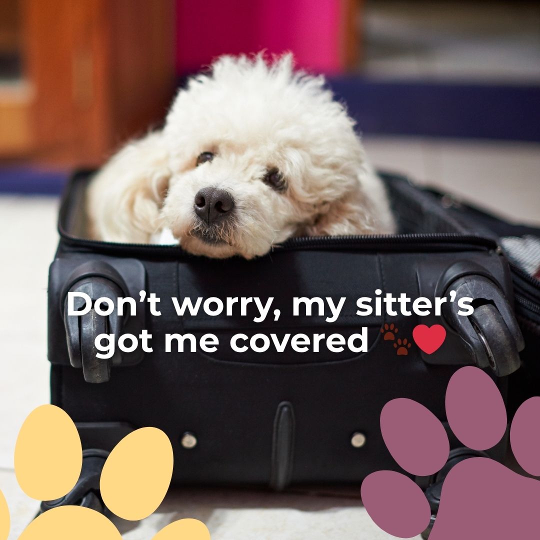 Travel plans? We’ve got your pup covered ✈️. Our mobile & overnight pet sitting keeps tails wagging while you’re away.
#PetSittingMA #OvernightPetCare #MobilePetSitting #WinchesterDogs #WinchesterMA #NorthOfBoston #BostonDogs #MassachusettsDogs #SmallDogCare #PetCareWinchester #DogLoversMA #HealthyHappyDogs #HappyPups #PetParentsMA #NorthShorePets #WinchesterCommunity #LocalPetCare #PetServicesMA #DogMomLife #DogDadLife #SafePetsHappyOwners