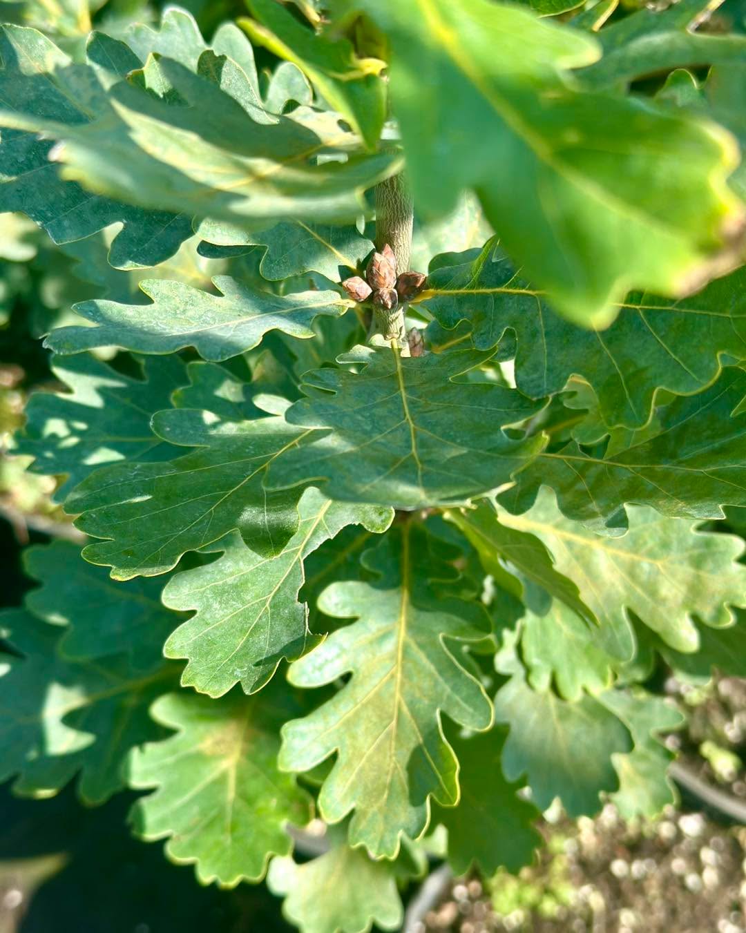 Pyramidal English Oak~ Quercus Robur Fastigiata Koster~
.
2 gallon, 3 year old grafts 🌱
.
.
.
#wholesaletreenursery #localtreenursery #grow #quercusroburfastigiata #fallplanting #fallplantingseason #shoplocalbusinesses #floraefarms #nurseryplants #shrubandtreenursery #nursery #treenurserylife #shrubsofinstagram