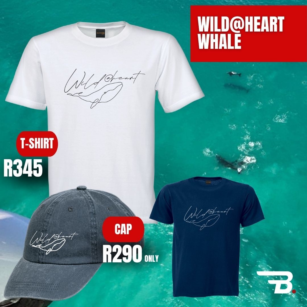 It’s whale season in the Western Cape.
Our Wild Heart Whale T-shirt and cap honour these giants of the sea. Wear the whale. Wear the cause.
🌊 Get your Wild Heart Whale tee and cap today.
Wild@heart Whale Tee: https://bit.ly/3IZZJg4
Wild@heart Whale Cap: https://bit.ly/3VYdLlg
Recent Southerm Right Whales Survey: https://bit.ly/41YqhVf
Dr. Els Vermeulen, research head of the UP Mammal Research Institute Whale Unit says, “The persistently low numbers of unaccompanied adults (males and non-calving females) suggest that the migration patterns of this group have not returned to the levels observed prior to 2009. The lower number of cow-calf pairs observed this year, compared to 2023’s record counts (1,136 whales), reflects the ongoing cyclicity in southern right whale presence along our coast since 2009, driven by the predominant five-year calving interval of females”.
The shift from a normal three-year calving interval to a five-year calving interval is attributed to the reduced body condition of the whales visiting our shores compared to those visiting more than a decade ago. This points to an altered foraging strategy caused by changes in krill availability at their historic feeding grounds, which is linked to climate change. Southern right whales have become an important indicator species for changing environmental conditions.
#thebateleurs #whales #wildatheart
