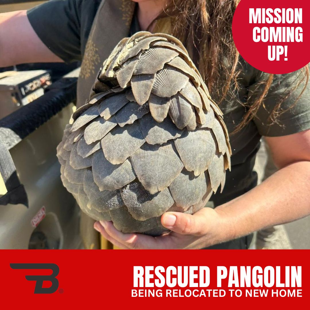 Upcoming Mission: Relocation of Pangolin ‘Schumi’
In July 2025, pangolin Schumi was rescued in a sting operation in the North West Province. After months of care and rehabilitation to full health, Schumi is now being re-wilded to the Kalahari.
The Bateleurs has been called on to assist with the aerial relocation of Schumi from Tzaneen to ensure the least stress and risk to this vulnerable animal. Aviation offered the most efficient and secure way to transfer Schumi to his new home, where he now has a second chance in a safe, protected environment.
The full story of this relocation coming soon!
Read about his rescue in July: https://bit.ly/43c5QVj
#TheBateleurs #FlyForConservation #EyesInTheSky #ConservationInAction