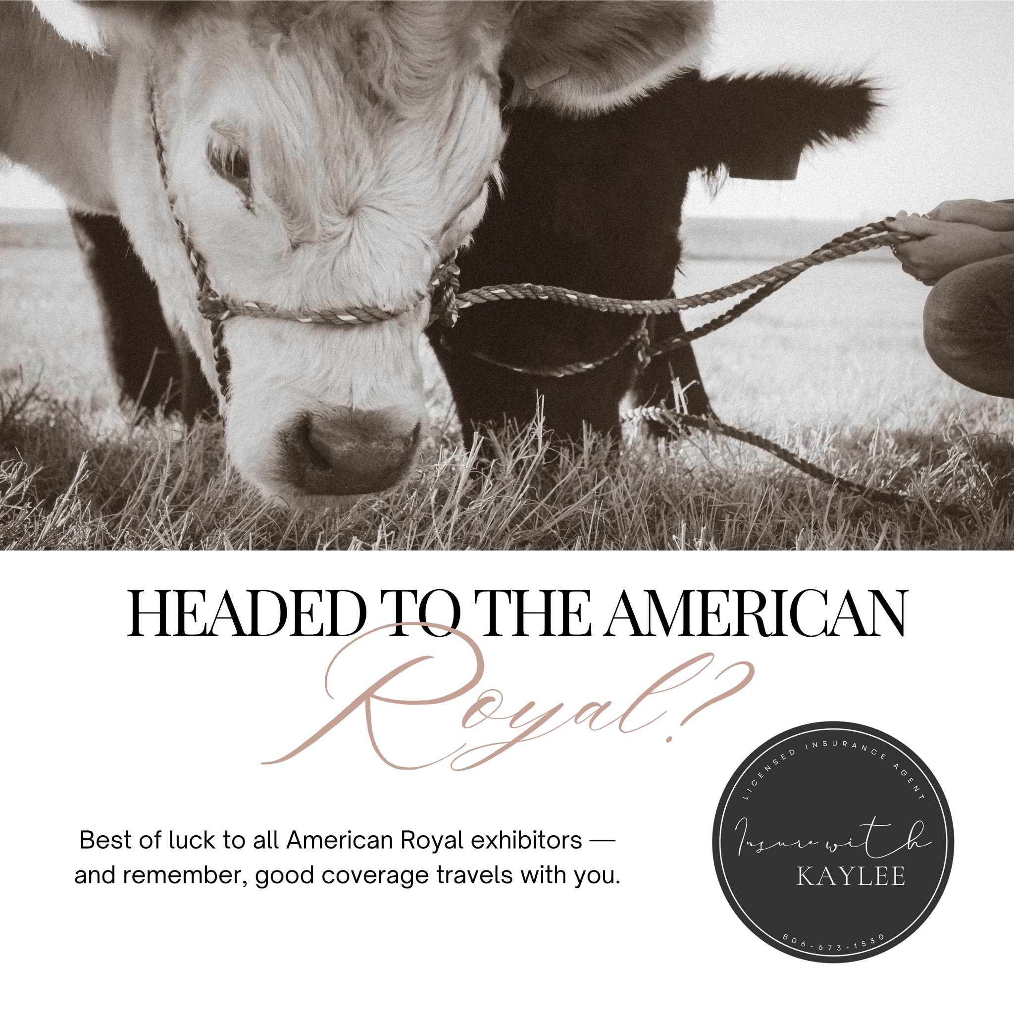 Headed to the American Royal this month? Protect your cattle before you load the trailer — coverage starts at just $250.
Good luck to all of our clients and friends!
Insurewithkaylee@gmail.com
https://www.kayleeimkeequineagent.com/