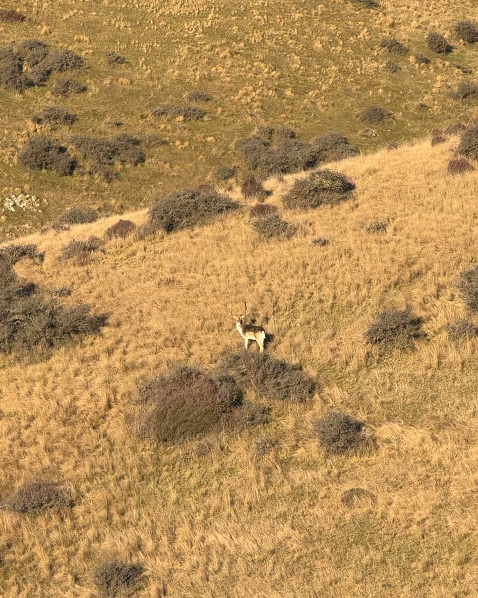 Out for a walk with the camera and found this guy out catching the morning sun. #meathunt #meathunter #centralotagonz❤️ #outdoorlife #freerangehuntingnz #freerangehunting #huntingseason #freerangemeat #outdoors #hunters #outdoorslife #fallowdeerhunting #huntergather #hunting #fallowdeer