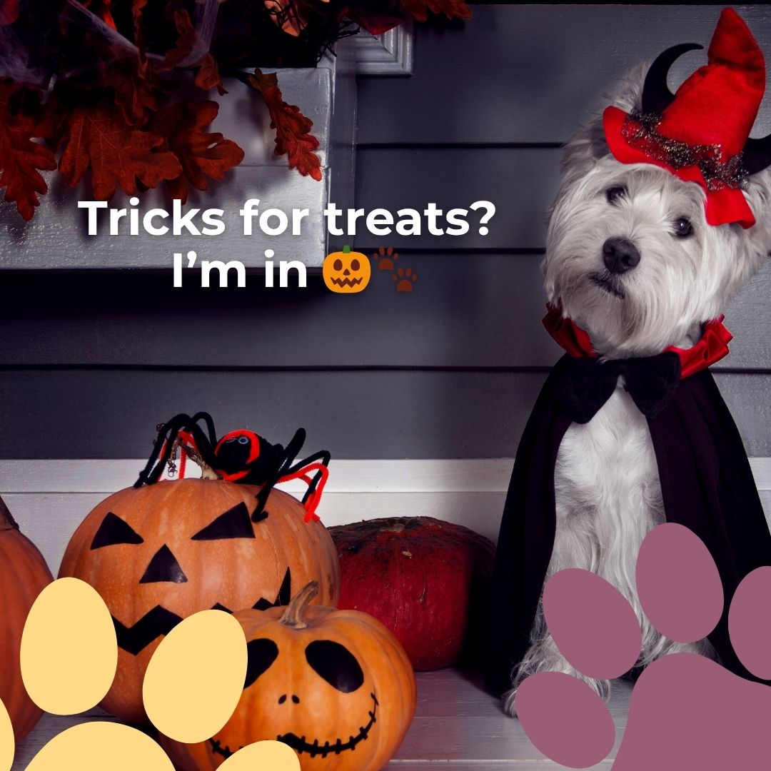 👻 Happy Howl-oween from No Dog Too Small!
Reminder: candy + chocolate aren’t safe for pups. Have fun & stay safe tonight 🐾."
#HalloweenDogs #Howloween #DogSafetyTips #WinchesterMA #WinchesterDogs #NorthOfBoston #BostonDogs #MassachusettsDogs #PetCareWinchester #NorthShorePets #DogLoversMA #SmallDogCare #HealthyHappyDogs #PetParentsMA #DogMomLife #DogDadLife #WinchesterCommunity #LocalPetCare #PetServicesMA