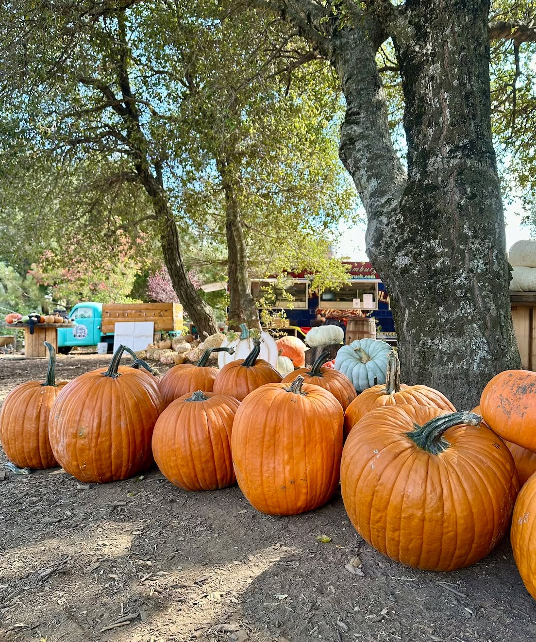 Our pumpkin areas are regularly restocked!
We've got all your 🎃 pumpkin 🎃 needs covered!
We have a large selection of cool-stemmed pumpkins that are ready for carving or making a great decor piece.
Find your ideal pumpkin among our variety of shapes, sizes, and colors. Whether you're looking for a giant carving pumpkin or a cute mini one, we've got you covered!
Pumpkin Varieties include:
- Small to large carving pumpkins
- Carving pumpkins big enough to hold your baby!
- Midnight
- Small Warty
- Cinderella
- Giant Pumpkins
- Thumpkin
- Prince Charming
- Royal Blue
- Galeux D Eysines
- Warty Goblin
- Autumn Wings Blend
- Speckled Swan
- Gizmo
- Casperita
- Blue Doll
- Porcelain Princess
AND MORE!
All pumpkins are priced by size.
⏱️Hours ⏱️
Friday, Saturday, and Sunday 10 am to 4 pm
Parking is FREE!
- - - -
To learn all about Harvest Fest 2025 at Julian Farm and Orchard, visit www.JulianFarmAndOrchard.com/fall-season
#sandiegoucutpumpkins #julianfarmandorchard #sandiegoupick #thingstodoinsocal #socalupickfarm #JulianFallActivities #FamilyFunInJulian #socalmountains #discoverjulian #SanDiegoPumpkinPatch #sandiegocountyfarmbureau #sandiegopumpkinfarm #sandiegofarmingcommunity #sandiegofarmfieldtrip #sandiegofieldtrip #farmfieldtrip