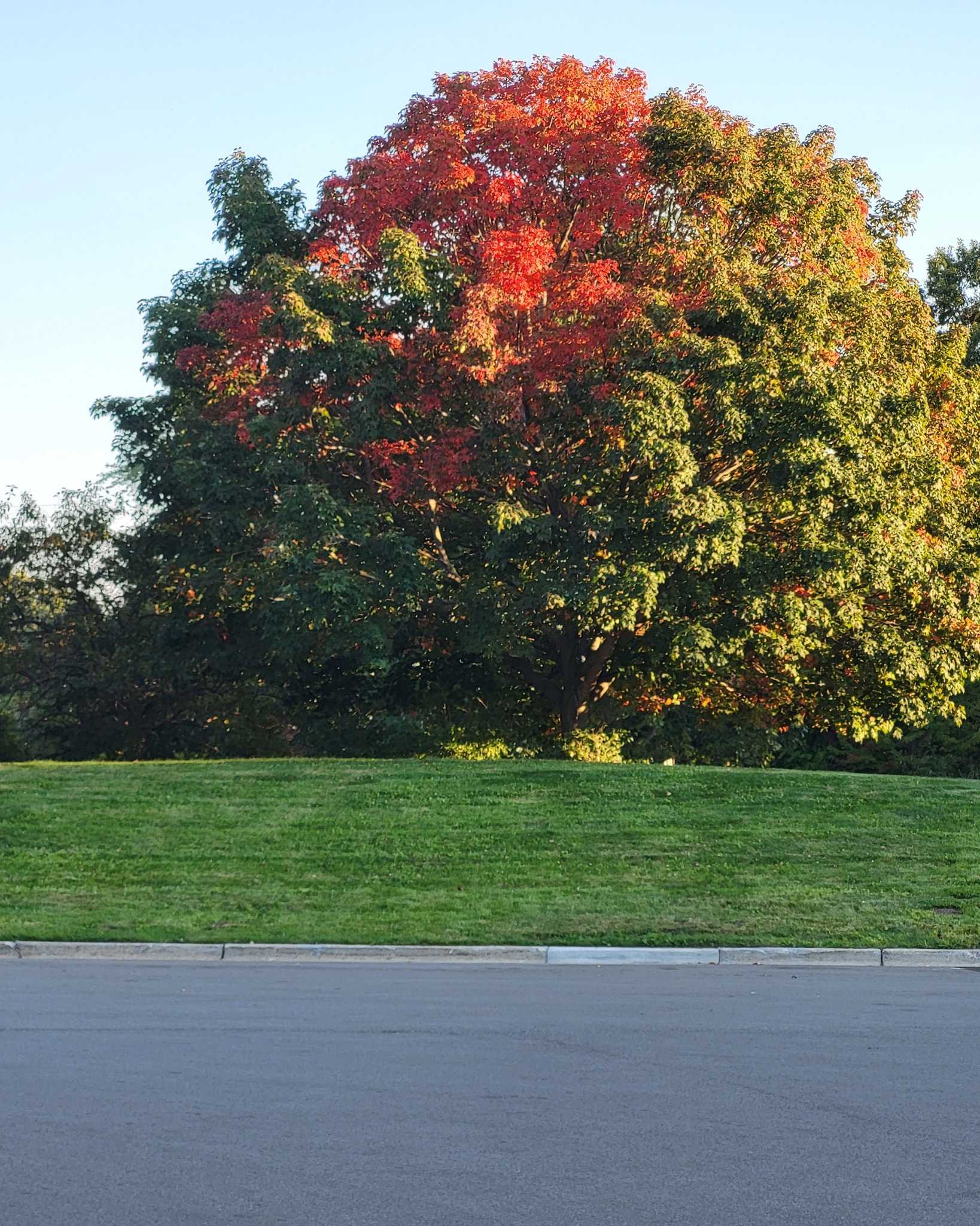 I noticed the leaves changing today
I noticed it as I was driving in my car
For the first time this year, I noticed the leaves.
I noticed the yellows mixed with the greens.
I noticed reds and oranges on some of the trees.
I was caught off guard by how early it's all happening
And it made me sad.
It made me sad because of how fast the change was coming
And until now, by me at least, it had largely gone unnoticed.
My own ignorance in my surroundings, the beauty of the nature around me
How caught up I had become in my daily life
It made me think of how I need to slow down and take notice
Time is slipping by, and it's slipping by way too fast. #autumnpoetryclub #autumnpoetry🍁 #autumnpoetrylove
#diaryofanindieauthor #tellingstories #trusttheprocess #writinginspiration #indieauthor #writingblog #thewritingprocess #poetry #autumnpoetry