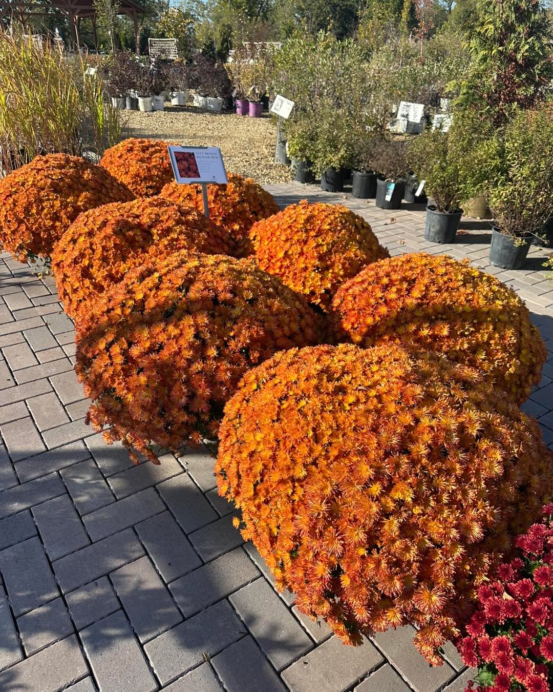 These Mums are showing off. They’re huge!
Come get them before they’re gone!
We’re open 10-5!
#gardencenterlife #gardencenter #stcharlesillinois #genevaillinois #bataviaillinois #sugargroveil #oswegoil #stcharlesil #auroraillinois #genevail #oswegoillinois #bataviail #sugargroveillinois #aurorail