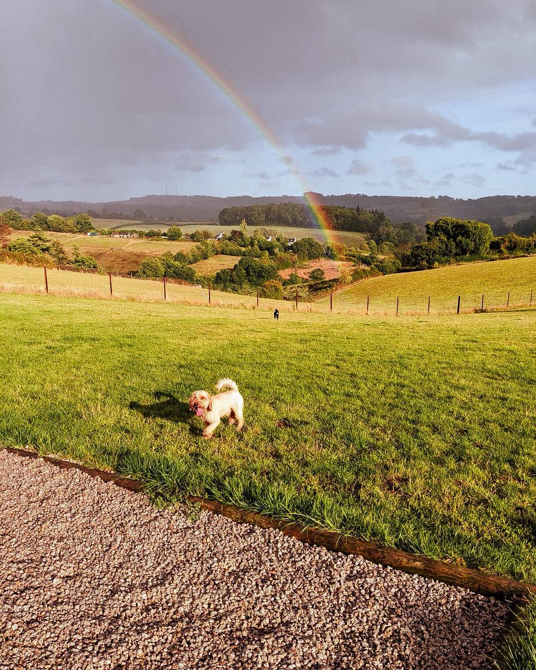 The best kind of treasures at the bottom of the rainbow 🌈 🐾
📍 The Main Field
#RainbowViews
#DevonCountryside
#StressFreePets
#SecureDogField
#SecureDogWalking