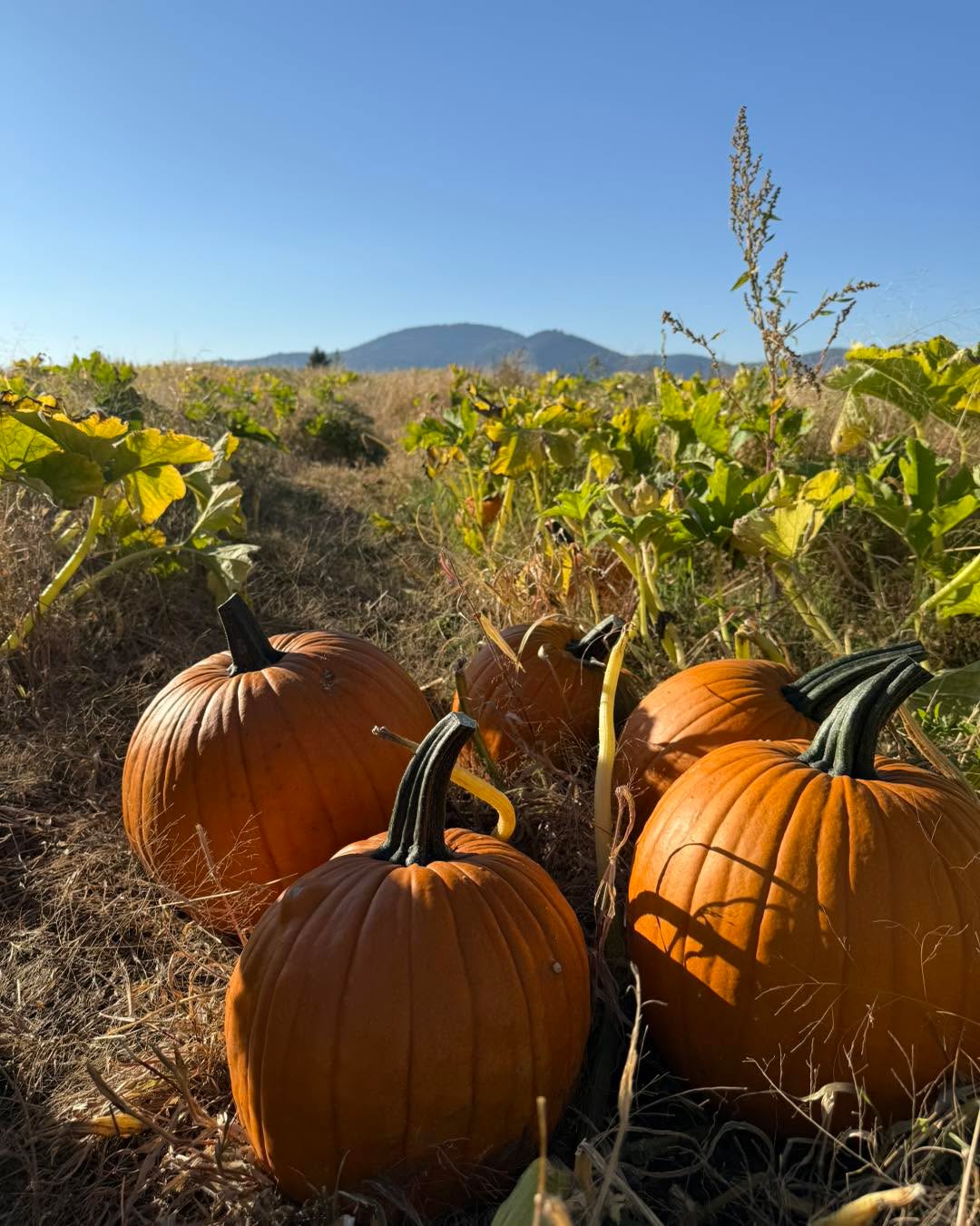Nice weekend to get your pumpkins! Open all daylight hours, every day until sold out.
The hazelnuts are also open for collecting off the ground. Second pic shows the area. $5 a lb. Look up directions online to see how long you should dry them and what not.
We have orange, white, yellow pumpkins this year!
We kept things a little more adventurous and just cut paths through the patch to wander through. The left side of the patch has been precut, if you want to venture further, bring your own tool to cut the stem.
$.50 cents a lb with a $5 minimum.
Most will weigh 5-35 lbs each.
Park in the back facing east as if you were parking to pick strawberries. Do not block roadways.
Cash or Venmo.
Please use the Atlas entrance! 14872 N Atlas Road Rathdrum Idaho 83858