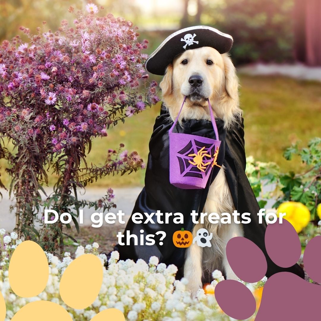 🎃 Trick or treat, sit or stay!
Book October training + playtime before spots disappear 👻.
#HalloweenDogs #Howloween #DogTrainingMA #PuppyClasses #WinchesterDogs #WinchesterMA #NorthOfBoston #BostonDogs #MassachusettsDogs #SmallDogCare #PetCareWinchester #HappyPuppy #HealthyHappyDogs #NorthShorePets #DogLoversMA #WinchesterCommunity #PetParentsMA #DogMomLife #DogDadLife #LocalPetCare #PetServicesMA