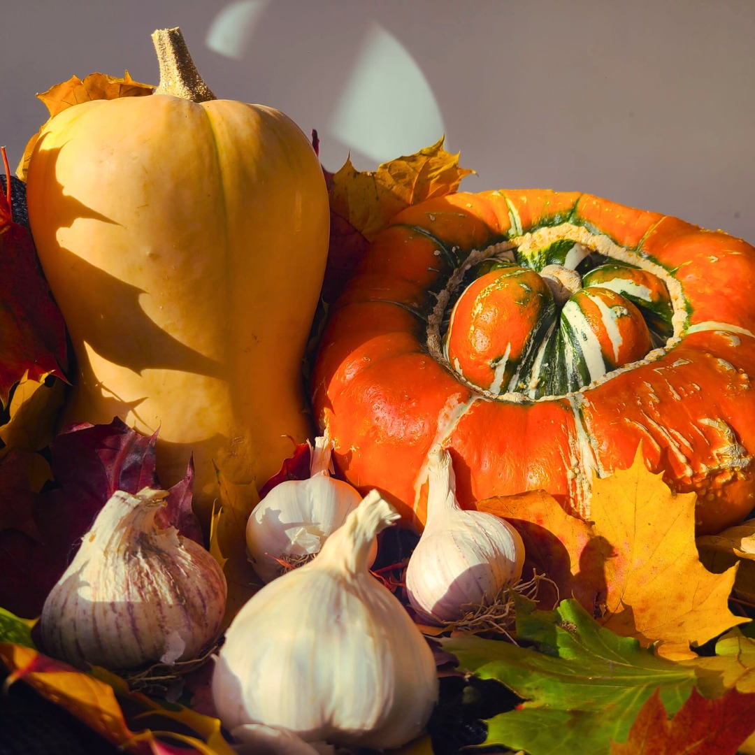 3 reasons why gardeners love autumn... 🍁❤️🍂
🎃 Squash are ripe and ready!
🧄 Garlic sowing season is here
🍁 Leaves and fallen branches are a great addition to your compost heap, get them heaps filled!
#autumnvibes #allotmentlife #vegetablegarden #allotmentlove #pumpkinseason