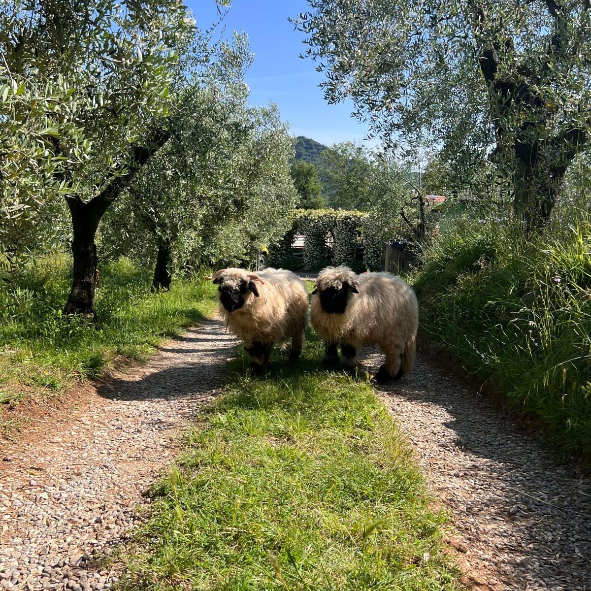🌕 Una notte difficile in fattoria
Con grande dispiacere vi comunichiamo che Thiago e Dado, le nostre amate pecore vallesi, sono deceduti a seguito dell’ingresso di un piccolo branco di lupi.
È una notizia che ci spezza il cuore. Thiago e Dado erano compagni di viaggio, presenze costanti e affettuose che ci hanno accompagnato in tante esperienze, portando allegria, dolcezza e buonumore a chiunque li incontrasse.
Li ringraziamo profondamente per tutto ciò che ci hanno donato.
Ci mancherete tanto, pecoroni speciali. 🐑🐑💔