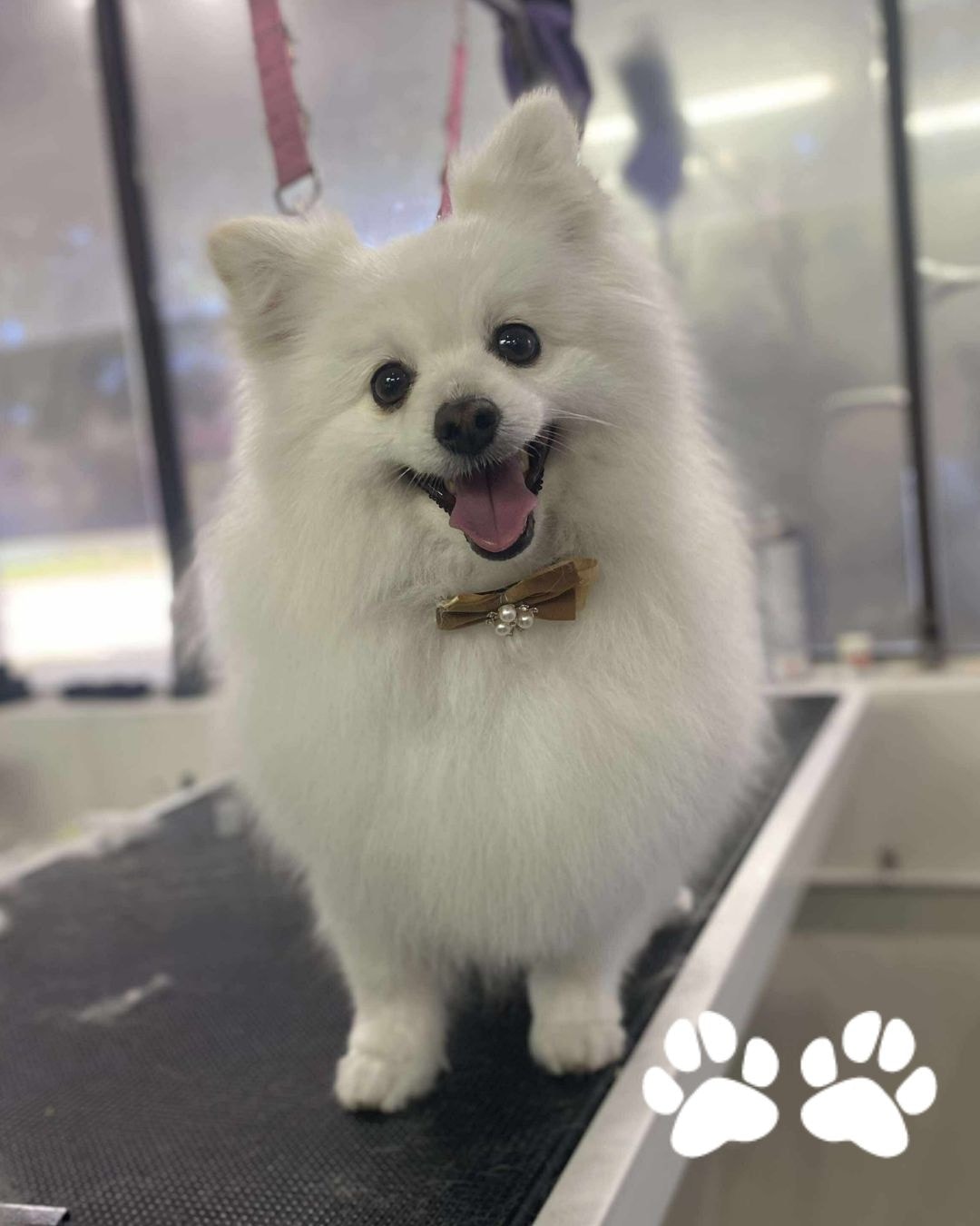 We love our job and all the cuties we get to spend our days with 💙🐾