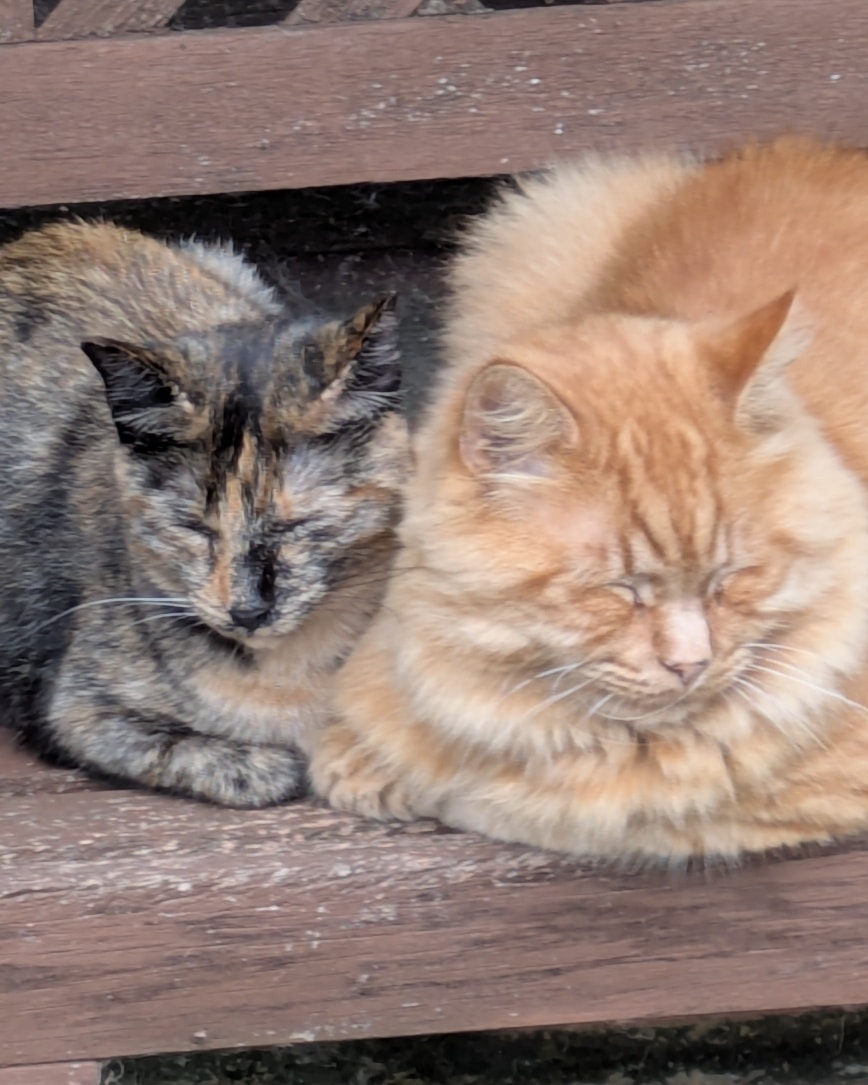 Mango and Colonel Mustard are still the very best of friends