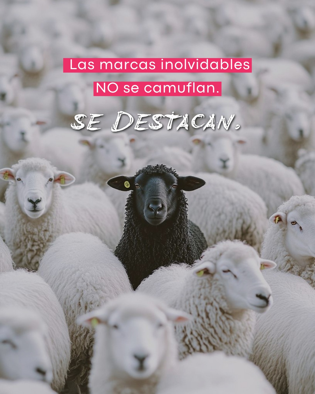 Las marcas que se recuerdan no son las que hacen “lo que hacen todas”.
Son las que se animan a salir del molde, a mostrar personalidad, diferenciarse y dejar huella.
Lo fácil es camuflarse. Lo valioso, es destacar. ✨