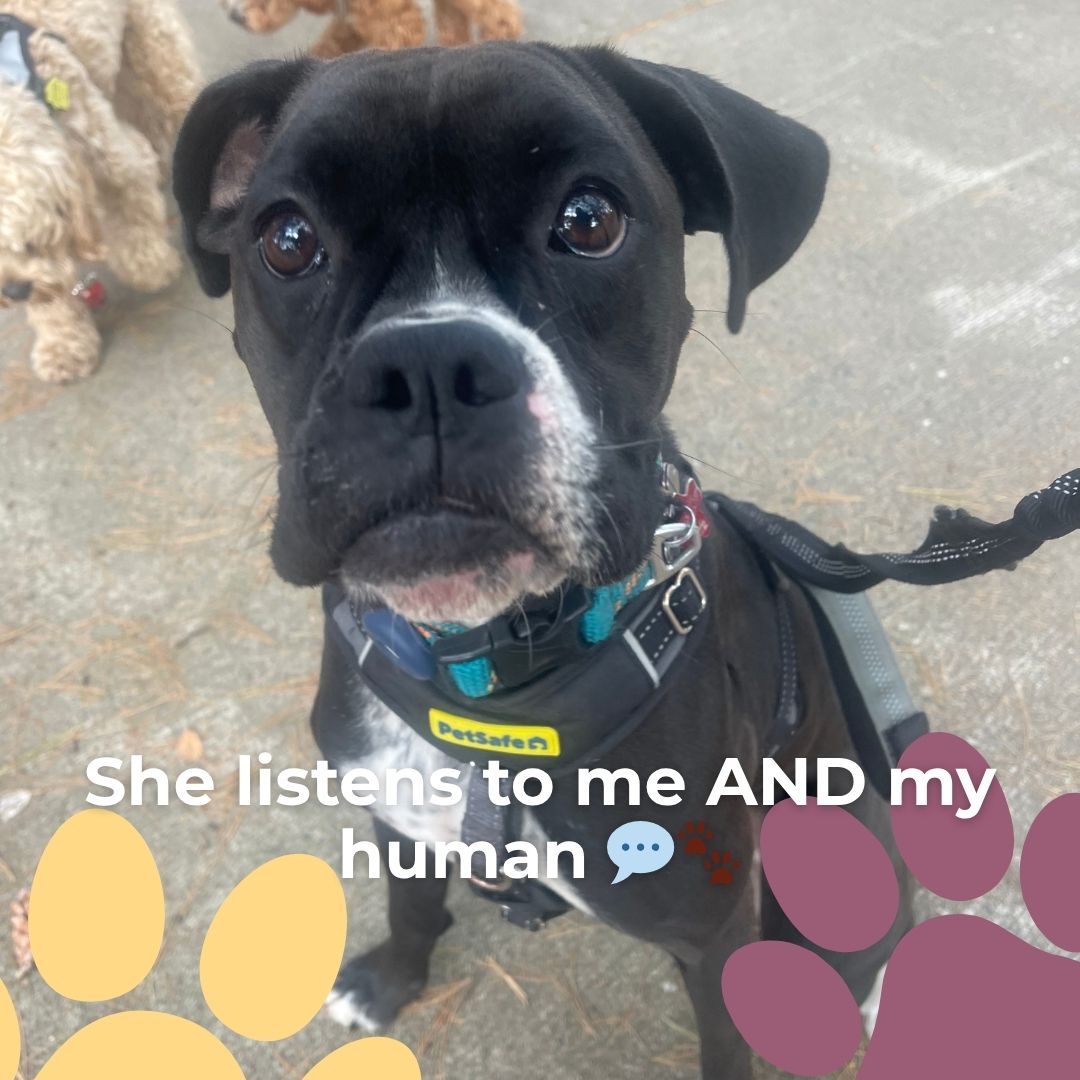 Not sure what your pup needs? That’s why we offer a FREE consultation — customized guidance, no pressure 🐾.
#DogTrainerMA #WinchesterMA #FreeConsultation #DogTrainingMA #PuppyTrainingMA #WinchesterDogs #NorthOfBoston #BostonDogs #MassachusettsDogs #PetCareWinchester #HealthyHappyDogs #SmallDogCare #PetParentsMA #NorthShorePets #DogLoversMA #WinchesterCommunity #HappyPups #LocalPetCare #PetServicesMA #DogObedience #DogBehavior