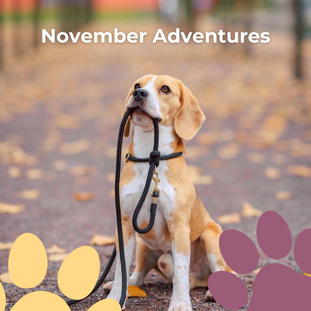November kicks off with adventure vibes! 🚶♀️🐾
Whether it’s a quick stroll or a full day of play, we’re ready to walk your little ones with love and patience.
✨ Happy November from your pet-care besties!
#NoDogTooSmall #DogWalkingService #LittleDogsBigHearts #PetCareLife #SmallDogLove #DogWalkerLife #PetSitting #DogTrainingTips #FurParents #DogMomLife #DogDadLife #PupperLove #MobilePetSitting #PetProfessionals #NovemberPets