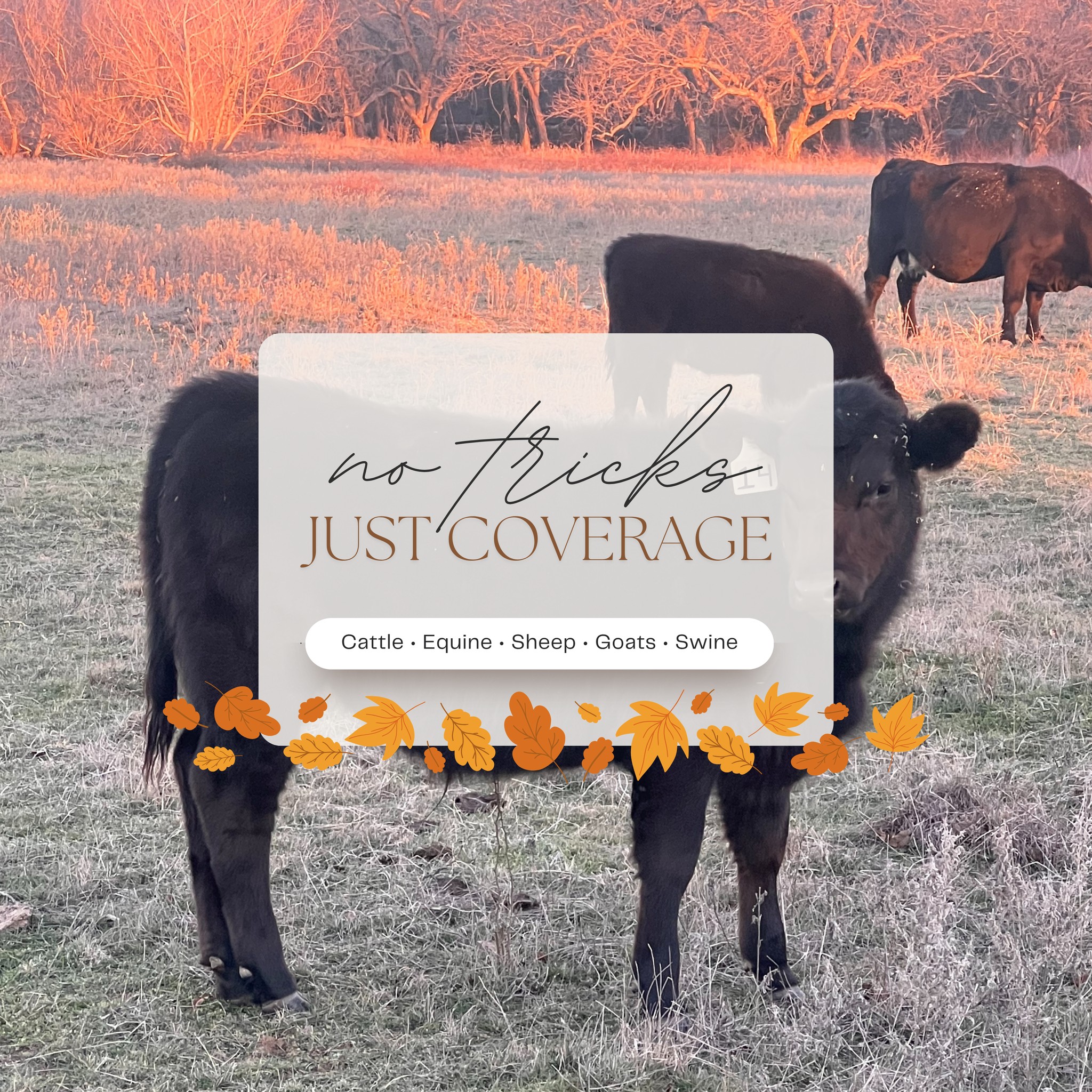 From calves to colts, keep them safe this season.
Insurewithkaylee@gmail.com
https://www.kayleeimkeequineagent.com/