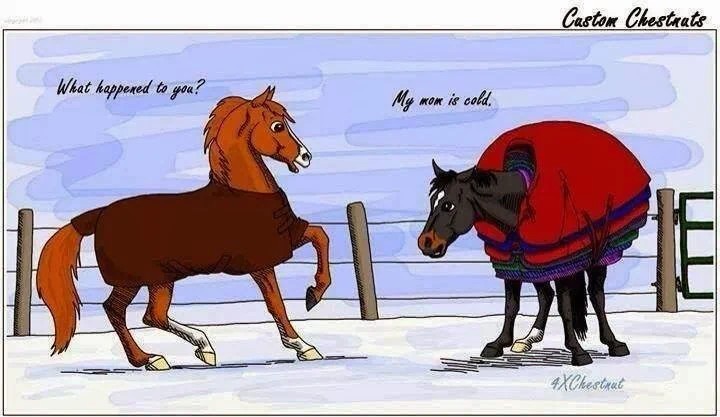 In all seriousness (especially here in Arizona), horses don’t really need blankets. Blankets can be helpful for older horses, those with metabolic issues, or horses kept “slick” for showing. But generally, horses are much better at regulating their body temperature than we are! Unless they live in wet, snowy conditions, they can usually keep themselves quite comfortable without one.