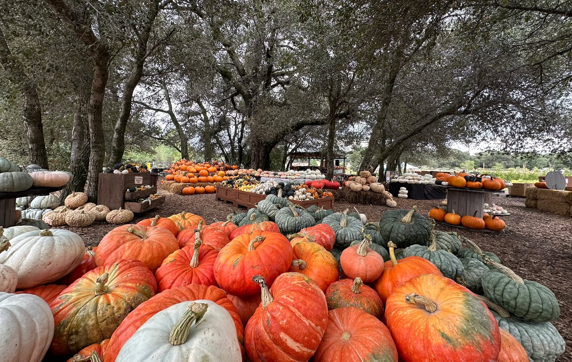 ⚠️ Update for those visiting us on Sunday, October 12th ⚠️
Saturday, October 11th, brought record-breaking crowds, and we are absolutely overflowing with gratitude for your incredible support. THANK YOU!
Due to the historic demand, here is what you need to know before visiting us on Sunday, October 12th:
✅ Still Available for Your Fun!
We are ready for a fun-filled day with:
General Admission and all Farm Activities
Our huge selection of beautiful, pre-picked, and priced pumpkins
The Julian Food Truck (American food) and the Tap Truck will open on-site during normal business hours!
🧑🌾 Please decide what you would like to do prior to getting to the ticket booth counter. This will help us help you faster.
⚠️ What's Sold Out & Limited
SOLD OUT: We are all picked out of berries and flowers for the weekend.
SOLD OUT: We are also sold out of whole pies.
LIMITED: Cider Slushies are extremely popular and will likely sell out before the end of the day.
🧑🌾🚜
We anticipate large crowds again. Your patience as our team works quickly to assist every guest is genuinely appreciated.
We can't wait to see you!