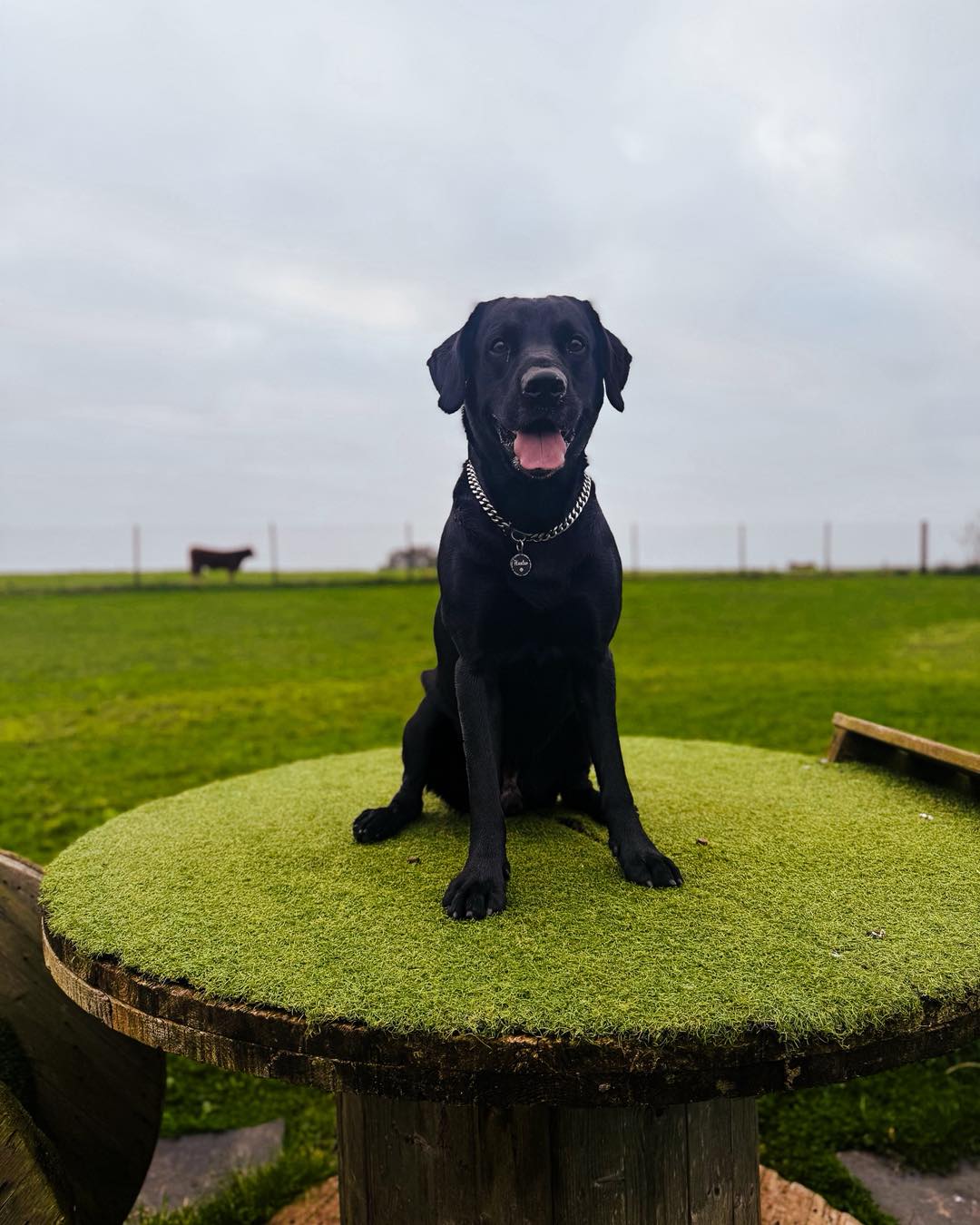 We offer two secure dog fields near Totnes, Devon offer the perfect space for your dog to run, play, and explore off-lead.
With 6ft fencing, private parking, and peaceful countryside views, it’s the ideal spot for reactive dogs, puppy training, or simply enjoying stress-free walks together 🐕
Book your next adventure today at Wanderlust Walkies!
Private dog fields in Devon 🐾
#TotnesDogs
#SecureDogFieldDevon
#DogFieldsNearMe
#DevonDogWalks
#ReactiveDogs
#DogTrainingDevon