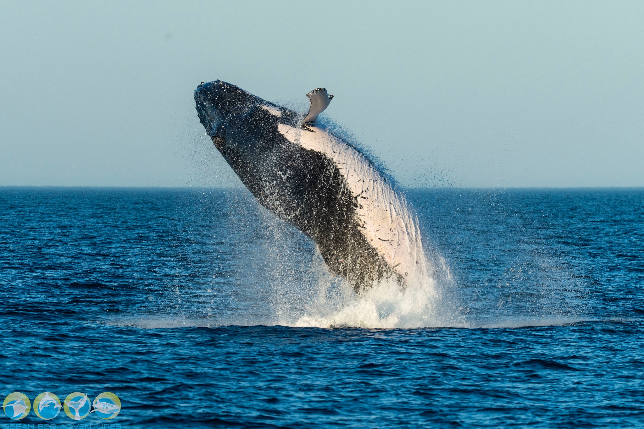 🐋 That’s a wrap on our 2025 Whale Watching season! 🌅
What an incredible few months it’s been — countless breaches, playful calves, glowing sunsets, and smiling faces all around. We’re beyond thrilled to share that we had 100% success in Humpback Whale sightings this season! 🙌💦
A huge thank you to everyone who joined us aboard Latitude 22 to experience the beauty of the Exmouth Gulf and its magnificent whales. Your laughter, awe, and appreciation for these animals make what we do so special. 💙
We’ll see you all again next year for more unforgettable moments on the water. Until then — safe travels, and may your hearts stay full of ocean magic. 🌊✨
📸 credit @ollieclarkephoto @laura.tierney
#OceanEcoAdventures #ThankYou #WhaleWatching #HumpbackWhales #NingalooMagic #ExmouthWA #Latitude22 #SeeYouNextSeason #BucketListExperience #VisitNingaloo