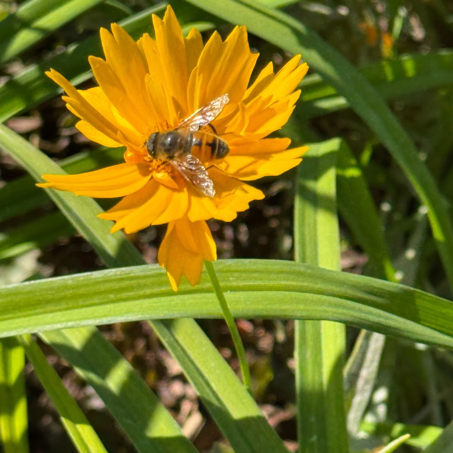Thereโs something magical about the gardens at Linn Grove in autumn. ๐
The colors soften, the native grasses sway, and the pollinators are still busy at work.
A big thank you to everyone who helps keep these beds beautiful year-round! ๐ฟ๐
โ Greeley Morning Garden Club