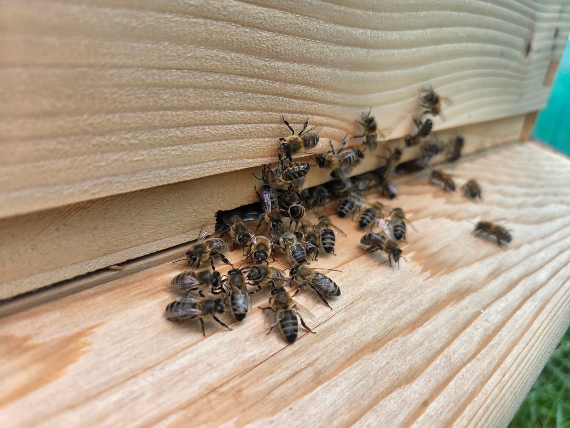 What a whirlwind our first year as beekeepers has been! 🐝 From the moment our first nucs arrived, it's been a steep learning curve, a rollercoaster of emotions, and an incredible journey into the fascinating world of honeybees. We've learned so much, but if anything, this year has truly highlighted just how much we still don't know!
The "downs" have certainly tested our resolve. We've experienced the heartbreak of lost colonies, fallen victim to relentless wasp attacks, dealt with dead queens, and watched absconding bees leave us wondering where we went wrong. There have been sleepless nights worrying about them, the emotional toil of setbacks, and yes, the not-insignificant expense that comes with this passion!
But oh, the "ups"! The sheer, absolute joy of simply having bees is immeasurable. That feeling of contentment that washes over you when you're quietly observing your hives, listening to their hum, smelling the sweet scent of honey and propolis, and witnessing the miracle of baby bees hatching – it's pure magic. We've loved every opportunity to educate people about the vital importance of these incredible pollinators.
Now, as winter settles in, I already miss seeing my bees terribly. The wait until the first spring inspection will feel incredibly long, filled with hopes and prayers that our colonies survive the cold months ahead, ready to start all over again.
To all my beekeeping allies, near and far, I wish you and your bees a safe and peaceful winter. Here's to a hopeful spring! 🌼
#ApiaryProject #LocalBees #sustainablebeekeeping #womenbeekeepers #yorkshireapiaries #NatureWonders #AmazingBees #BehindTheScenes #NatureLovers #SupportLocalBees
