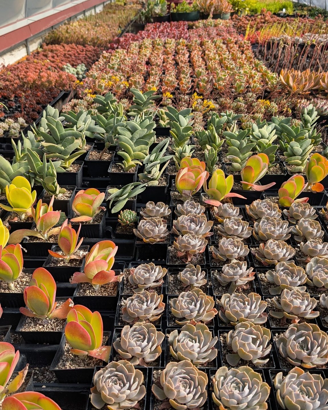 Big Fall Clearance at Summit Sprouts!
It’s the best time of year to plant — and the best time to save.
Cooler temps + warm soil = perfect root growth season.
We’re clearing the greenhouse before winter — and that means massive savings for you!
Starting at 50% off trees, shrubs, perennials, hardy succulents, Yard art, pottery, soils, and houseplants
Fruit trees are 60% off!
If it grows, glows, or looks good in your yard — it’s probably on sale.
Prices shown are before the discount, so the savings add up fast.
Stock is moving quickly — once it’s gone, it’s gone!
Summit Sprouts
37 W Wyoming Ave, Hayden, ID
Hours:
Mon–Sat: 10am–5pm
Sunday: 11am–4pm
(208) 772-2560
Just minutes from Coeur d’Alene, Post Falls, and Rathdrum — and worth the drive from anywhere in North Idaho.
Locally grown. Family run. Wildly loved.
Come stroll through before the snow flies — you might just find your next favorite plant (or five).
