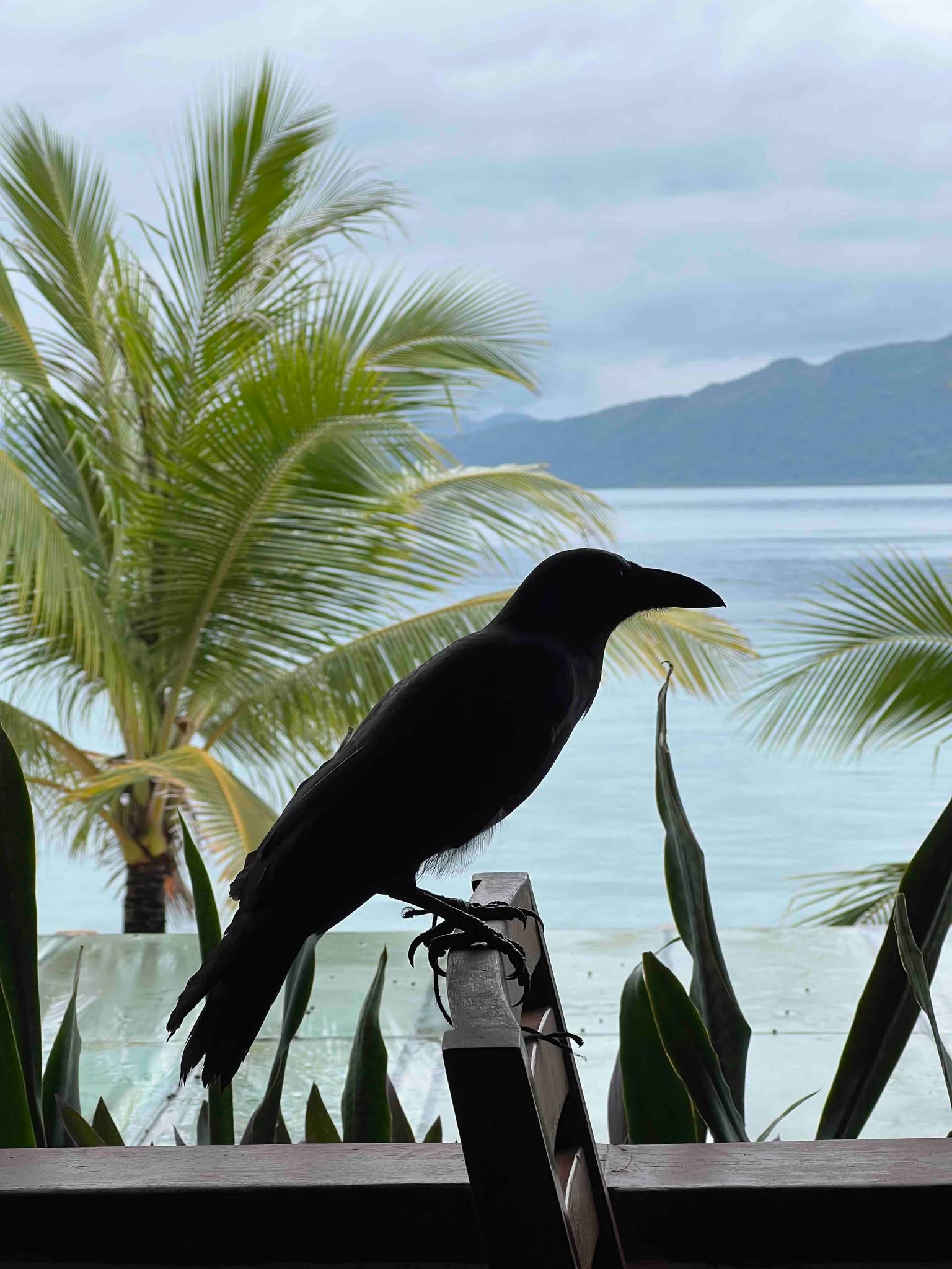 A quiet companion in our island paradise 🖤
Fun fact: Crows are among the smartest birds in the world. You’ll often see them perched nearby, simply admiring the ocean view. 🌊
sunlighthotelsandresorts.com
#DoseOfSunlight #Travel #Palawan #Philippines