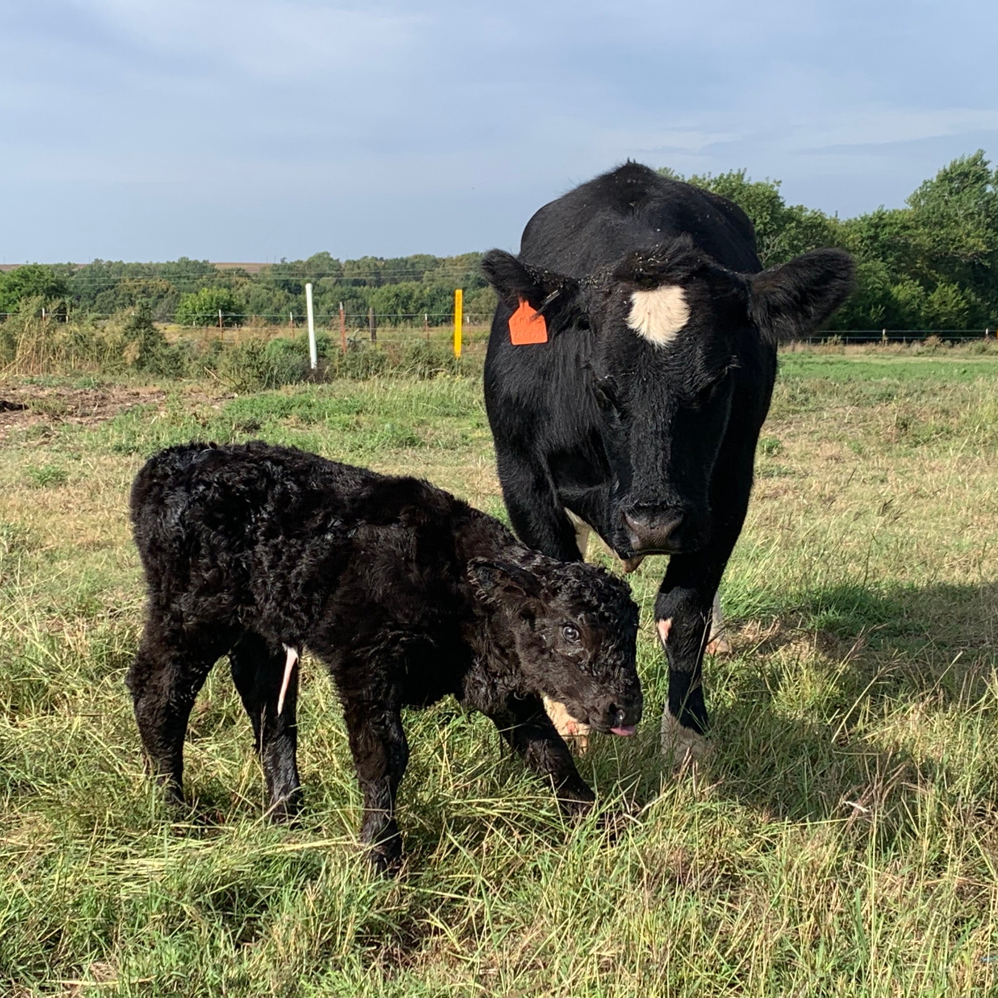 It’s always special seeing the next generation hit the ground, especially when you’ve watched their mamas grow up, too.
Did you know cattle mortality coverage can start as early as 3 months old?
Insurewithkaylee@gmail.com
https://www.kayleeimkeequineagent.com/