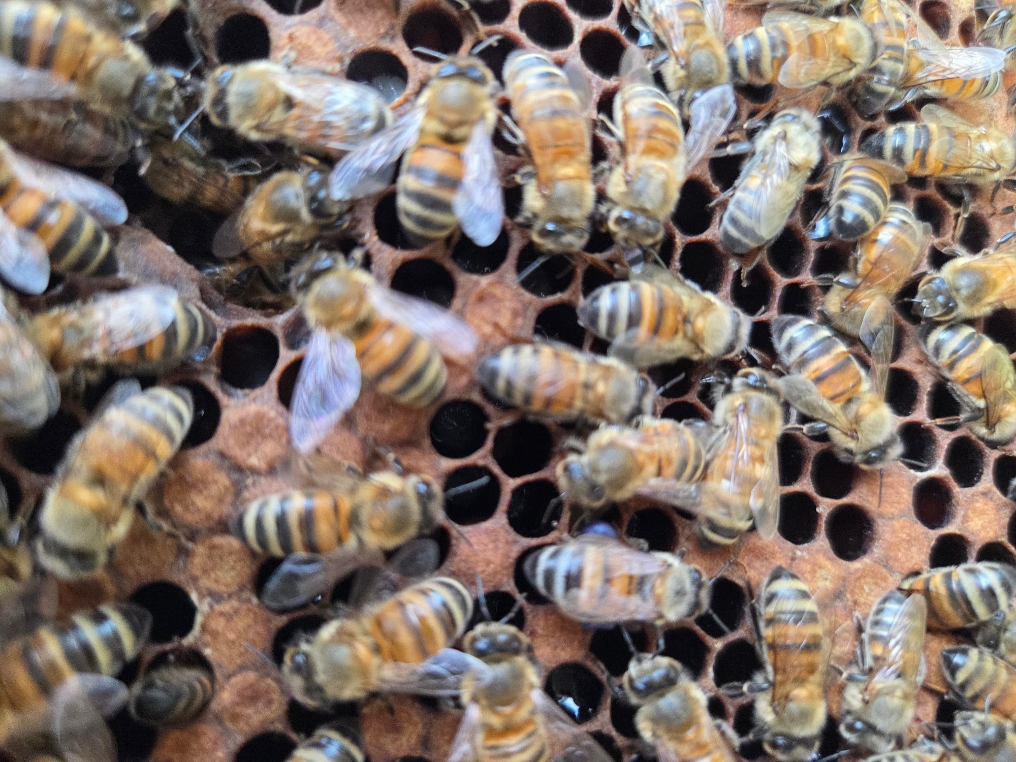 Did you know?!
The "summer" honeybees, who only live for a few weeks, are starting to be replaced in October by a new generation of "winter" worker bees.
These special winter bees have a different physiology, including more fat body tissue and a longer lifespan, allowing them to live for 150 to 200 days (around 4-5 months) compared to their summer sisters' mere 15 to 40 days. This is vital for the colony's survival, as they have to last until the queen starts laying eggs again in the spring!
#YorkshireApiaries #BeekeepingLife #HoneyBees #WinterSurvival #Beekeeping #LearnSomethingNew